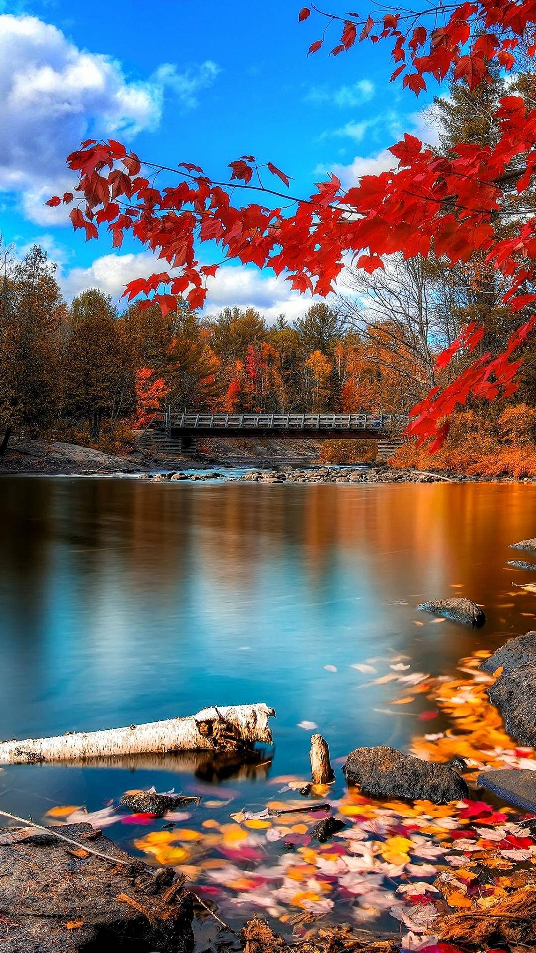 Beautiful Phone 桌布 壁紙 — 鮮豔的紅色楓葉框住了一條寧靜的秋日河流，倒映著木橋和藍天白雲。