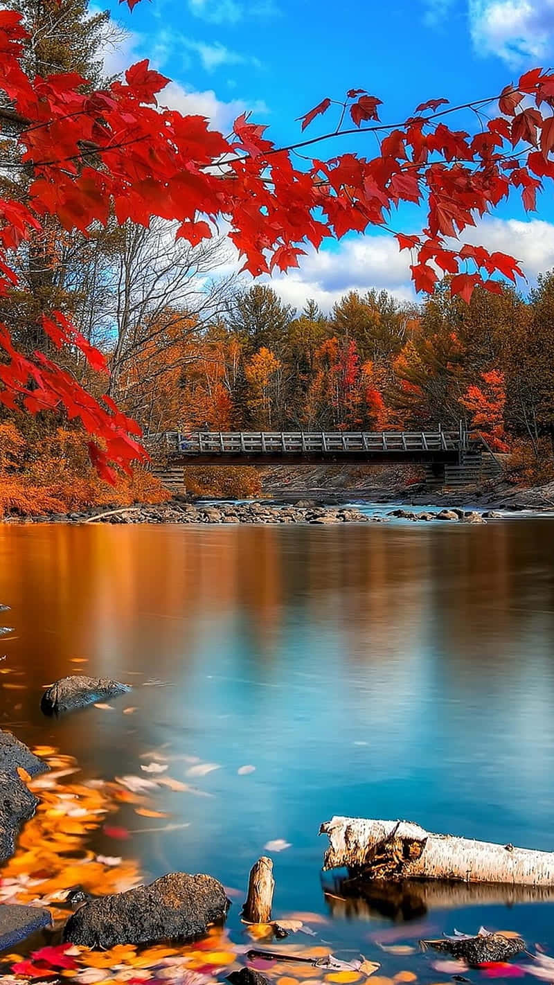 Nature Fall 桌布 壁紙 — 鮮豔的紅色楓葉框住了一條寧靜的秋日河流，河上有一座木橋，上方是明亮的藍天。