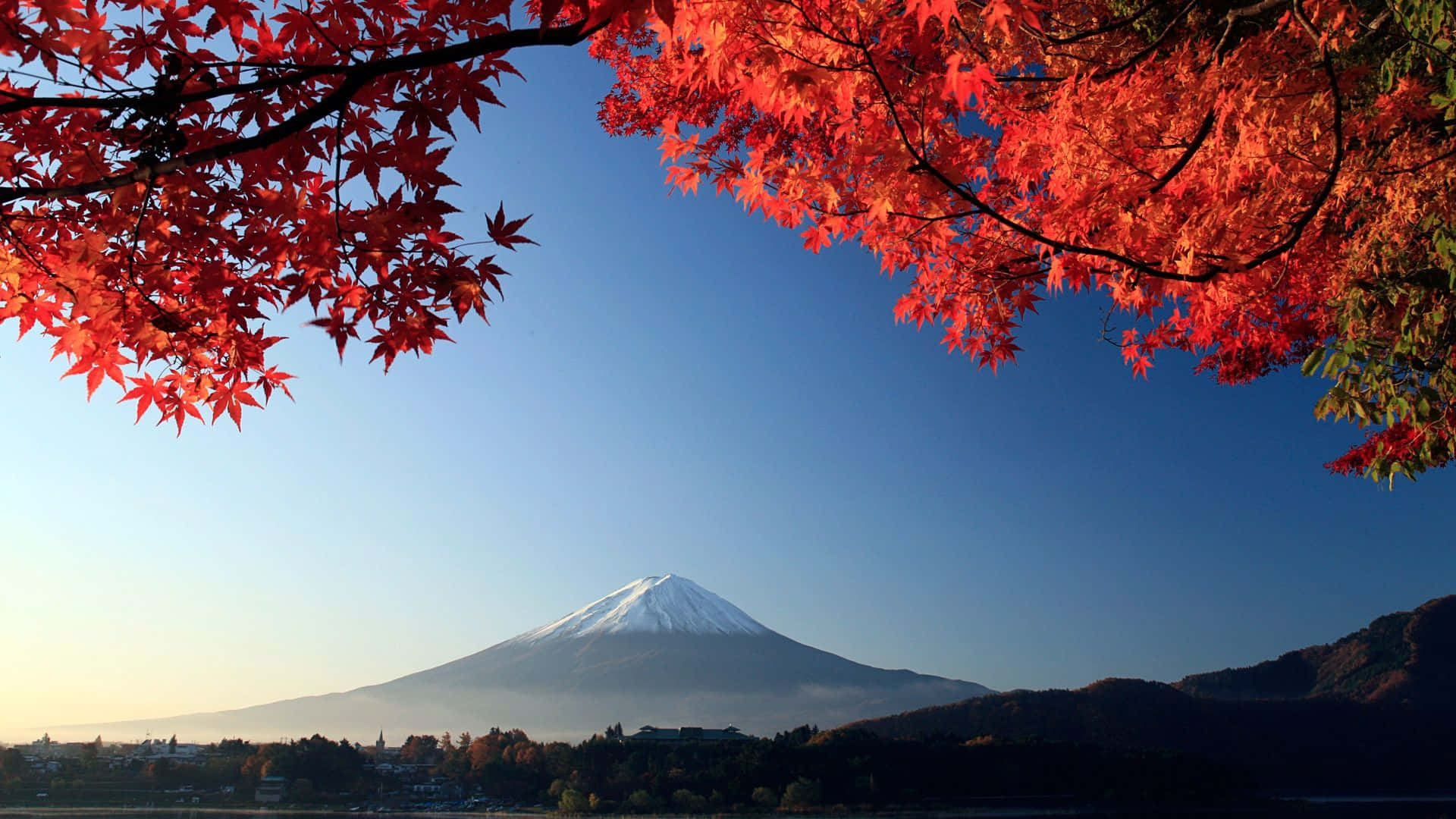 Japan Landscape 桌布 壁紙 — 鮮豔的紅色楓葉框住了在晴朗藍天下、日出時分雄偉的雪覆蓋富士山。