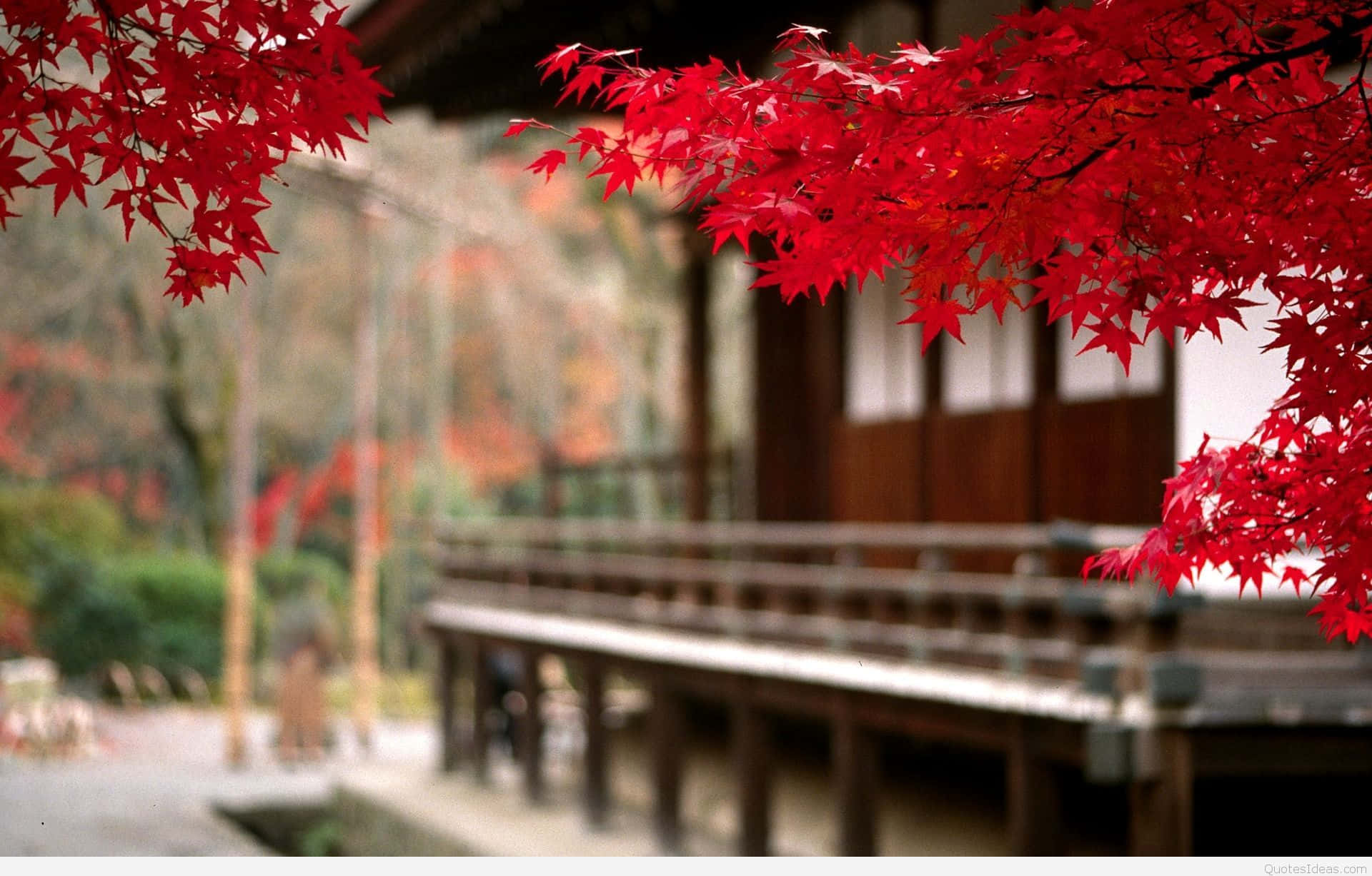 Best Autumn 桌布 壁紙 — 鮮豔的紅色楓葉框住傳統木造日式門廊，背景是柔和模糊的秋日花園。