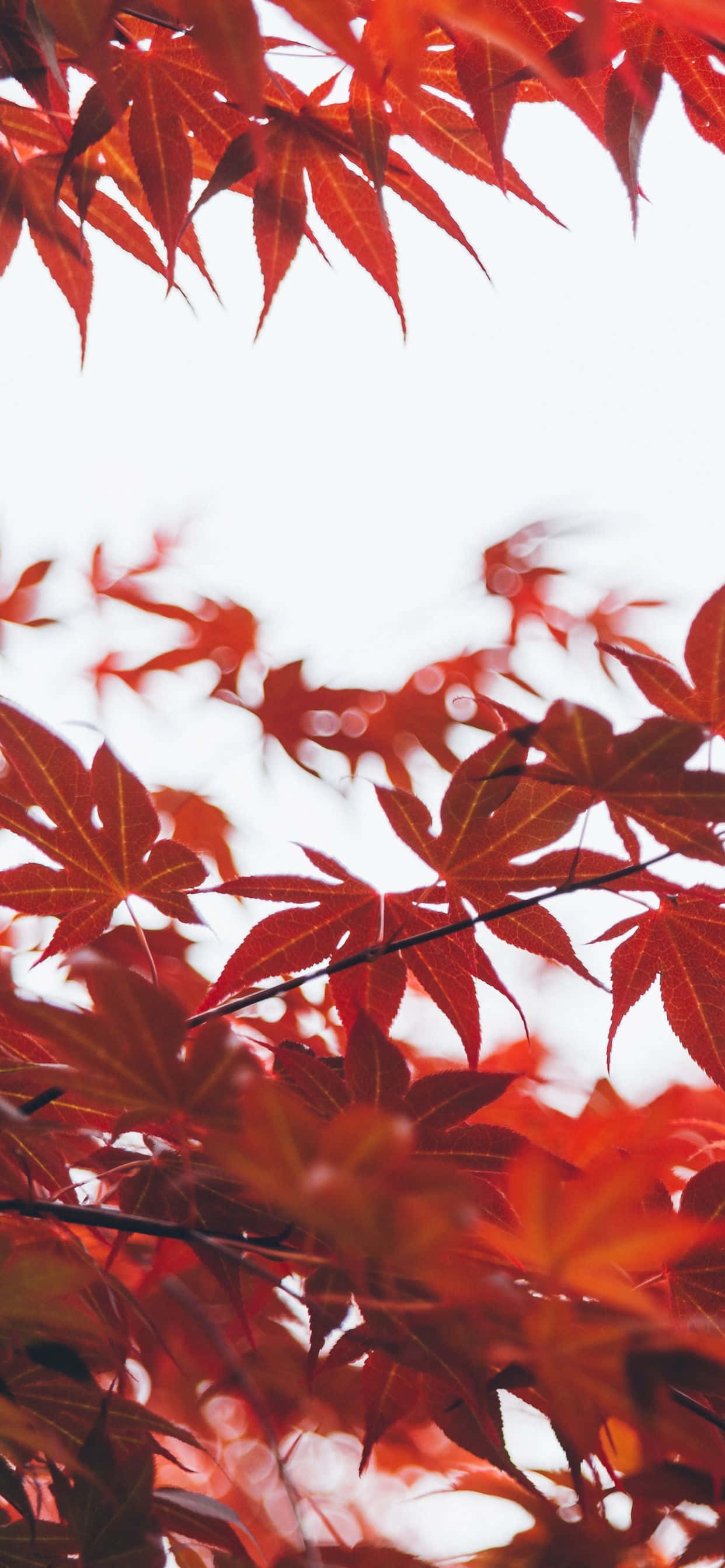 iPhone Xs Max Autumn 桌布 壁紙 — 鮮豔的紅色楓葉框住明亮的白色天空，背景帶有柔和散景效果。