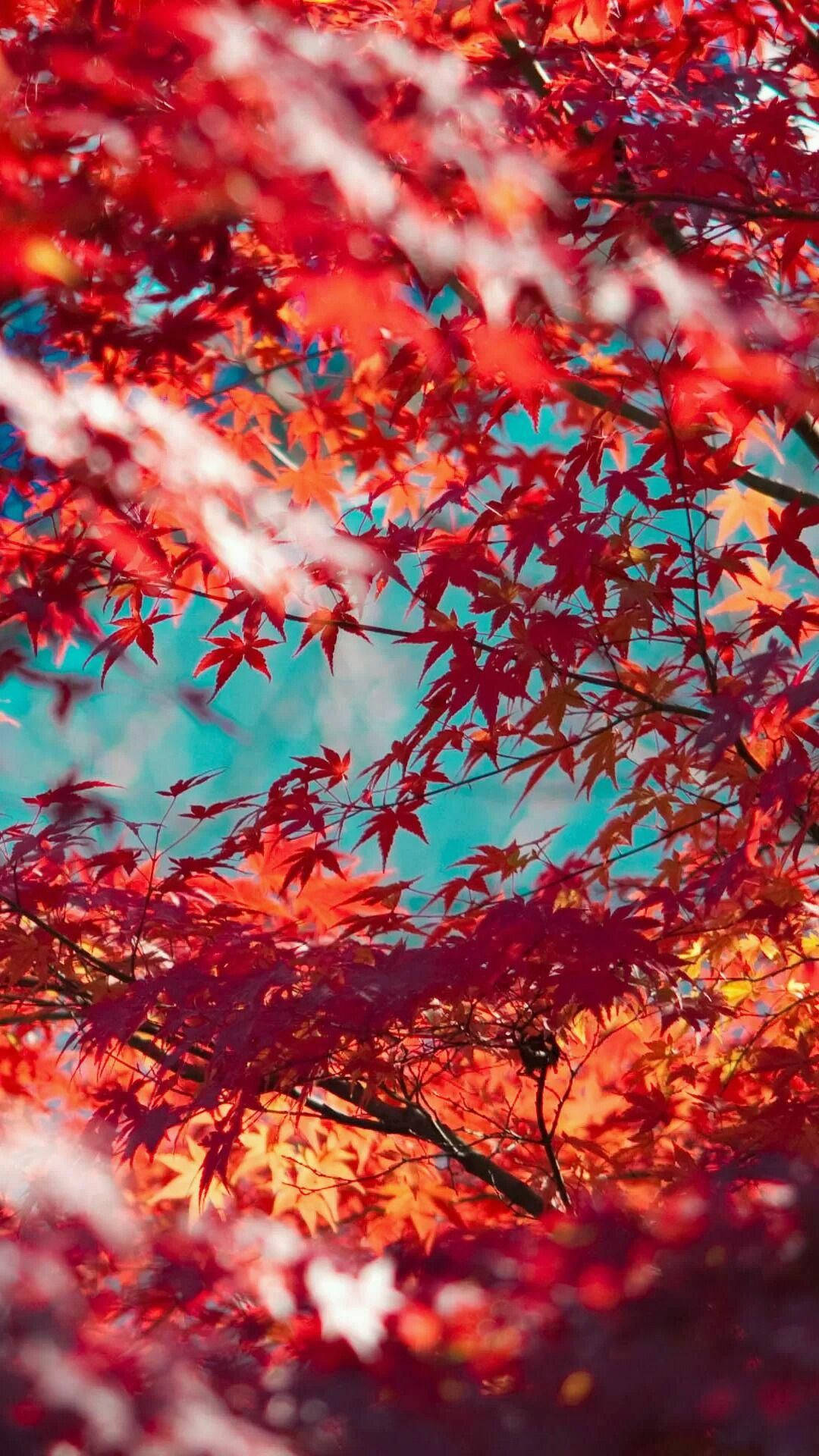 秋季 iPhone 桌布 壁紙 — 鮮豔的紅色楓葉框住明亮的藍綠色天空，構成令人驚嘆的秋季特寫。