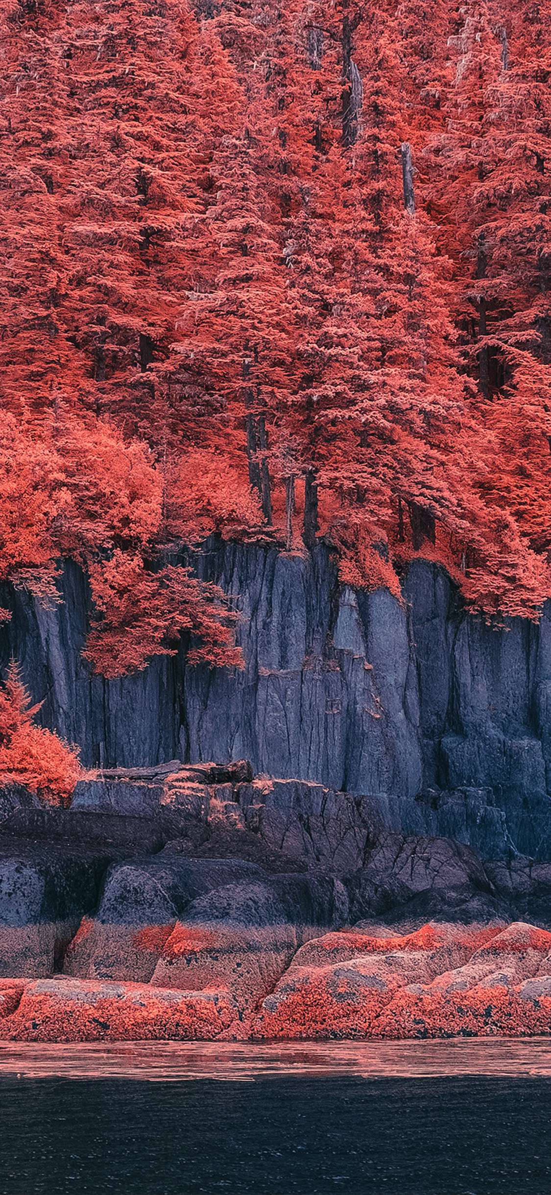 Autumn Season 桌布 壁紙 — 鮮豔的紅色樹木依附在深灰色懸崖上，下方是平靜的水面，構成超現實的秋日森林場景。