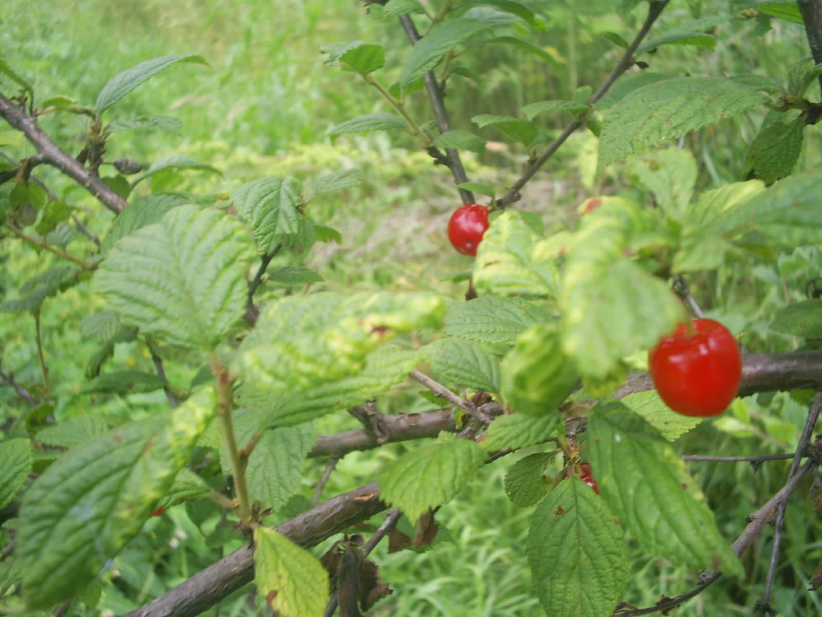 Fruit 桌布 壁紙 — 鮮豔的紅色櫻桃在陽光明媚的花園中，掛在樹枝上，成熟於茂密的綠葉之間。