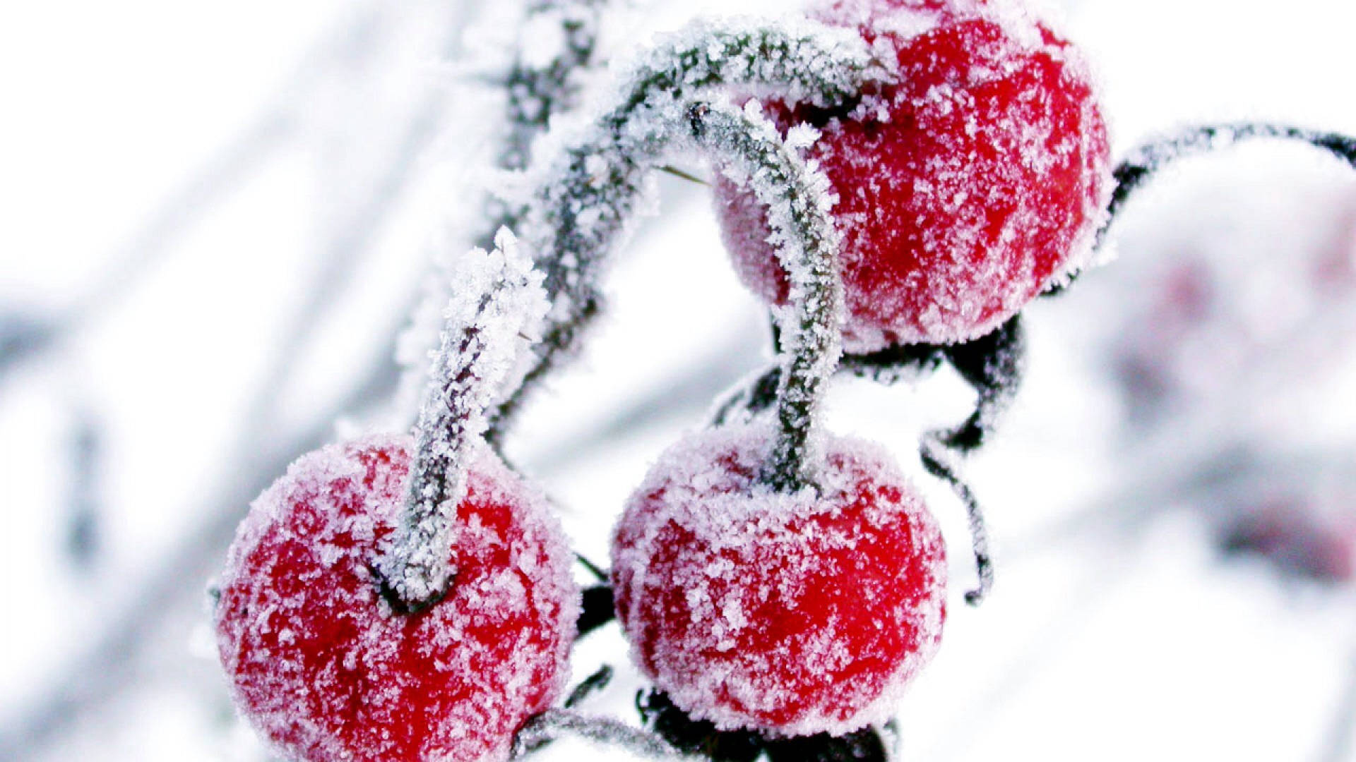  壁紙 — 鮮豔的紅色漿果上覆蓋著霜，在冰雪覆蓋的樹枝上閃閃發光，背景是雪白的。