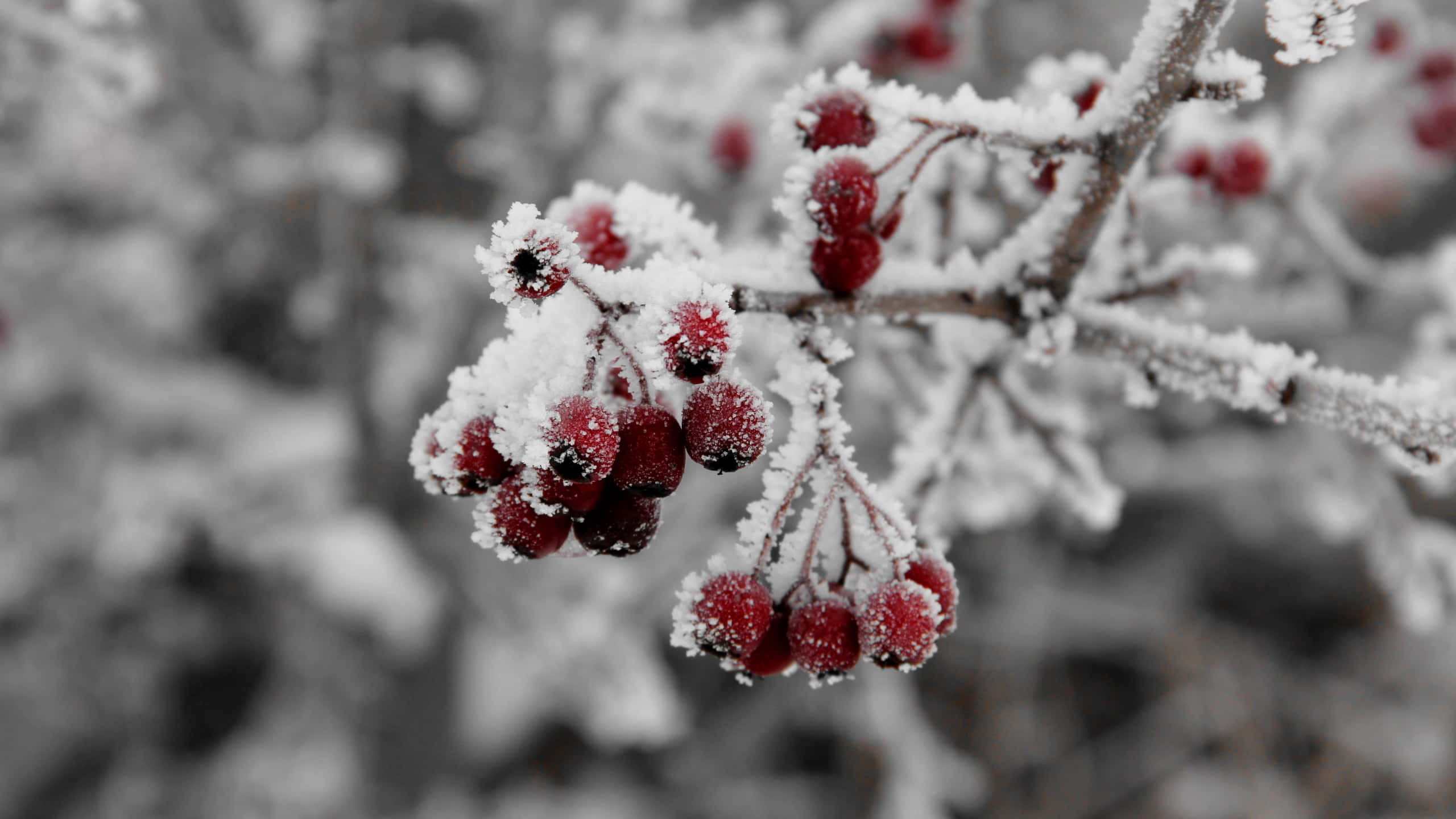 Winter Fruits 桌布 壁紙 — 鮮豔的紅色漿果上覆蓋著霜，在白雪覆蓋的樹枝上閃閃發光，背景是單色的冬日景色。