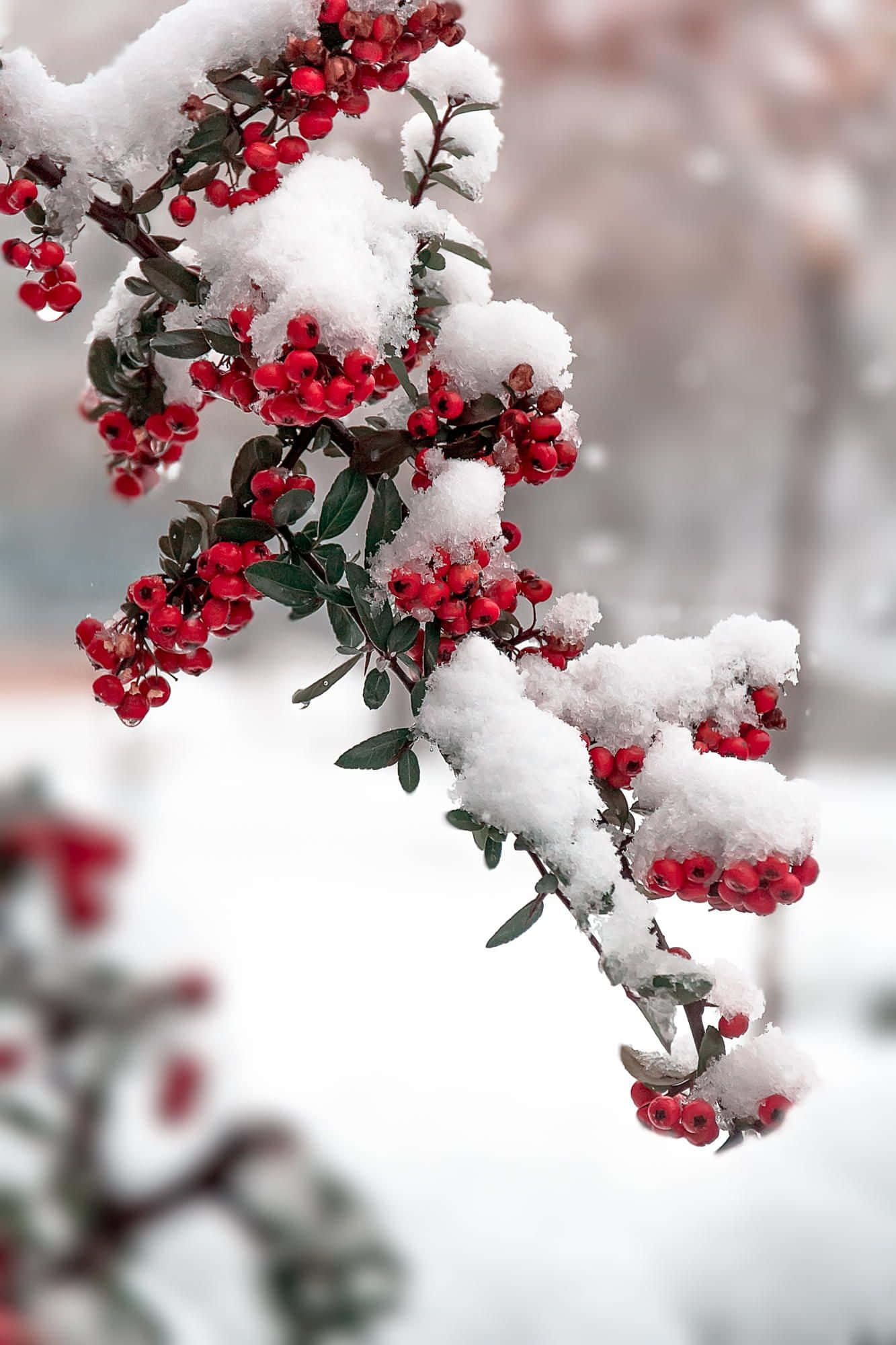 Winter Photography 桌布 壁紙 — 鮮豔的紅色漿果依附在灑滿雪的樹枝上，映襯著柔和的冬日背景。