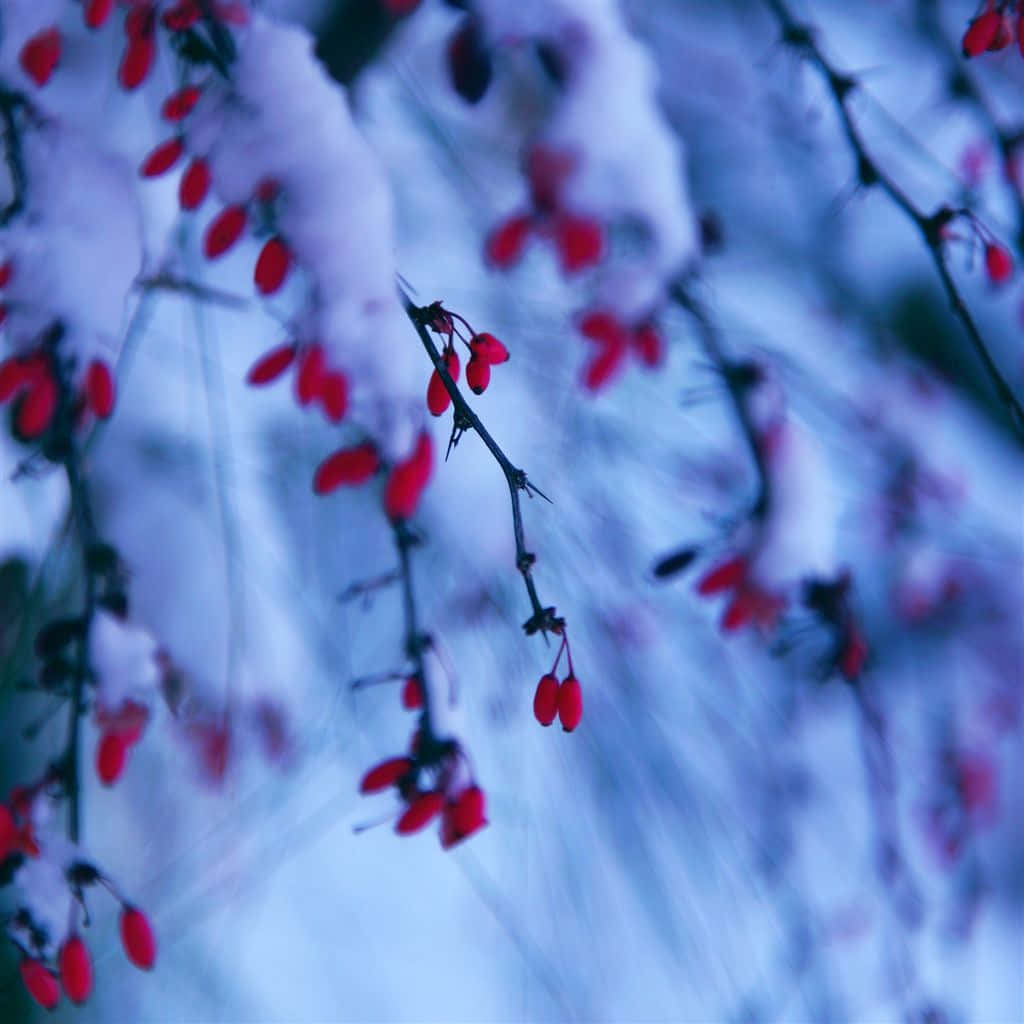 Winter Berries 桌布 壁紙 — 鮮豔的紅色漿果依附在灑滿雪的樹枝上，背景是柔和的藍色冬日景色。