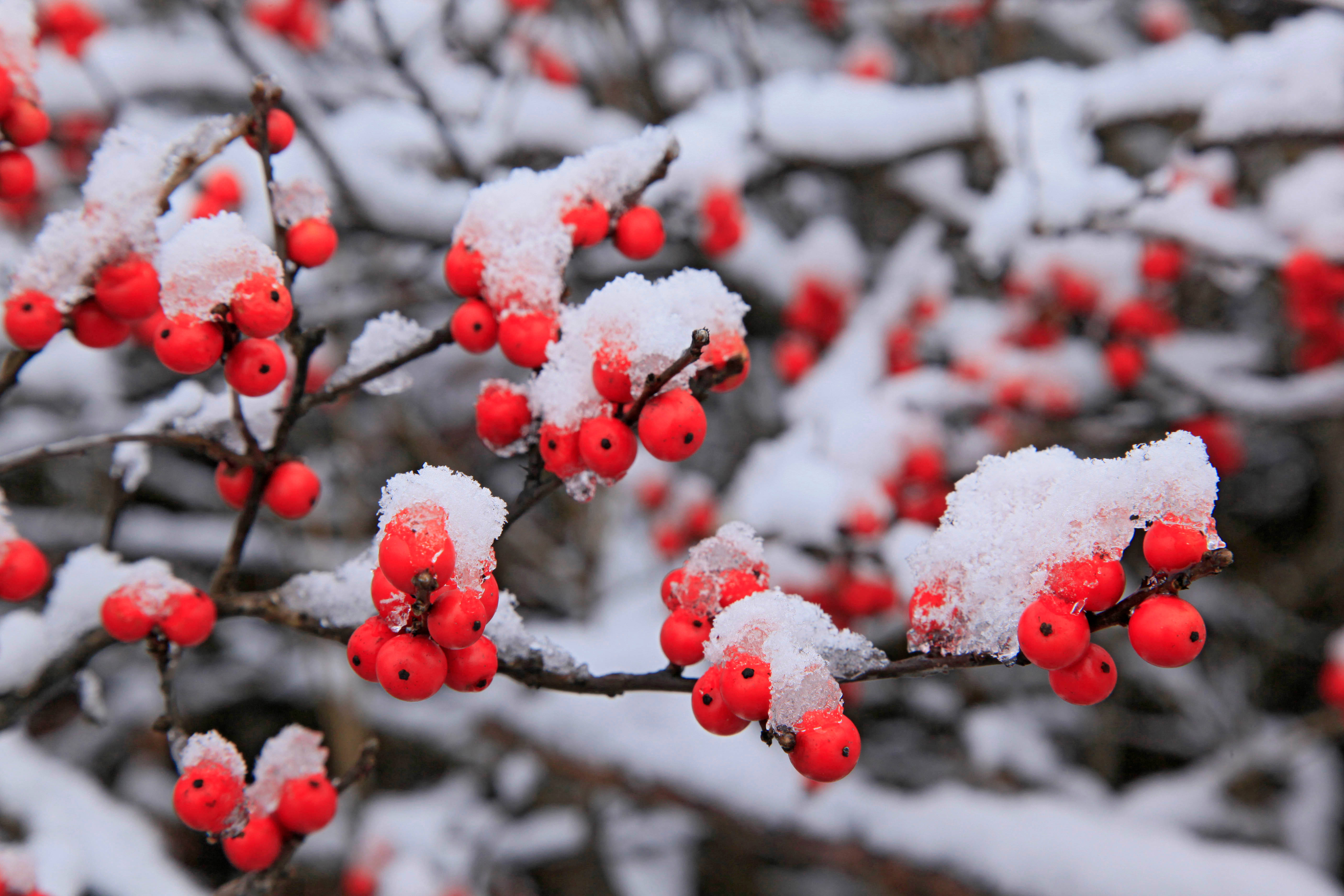 冬季 桌布 壁紙 — 鮮豔的紅色漿果依附在灑滿雪花的樹枝上，映襯著柔和的冬日背景。