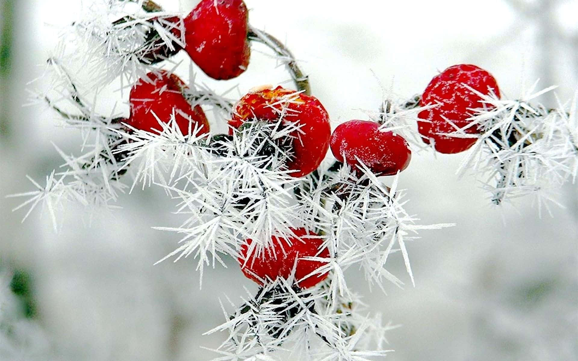 Winter Berries 桌布 壁紙 — 鮮豔的紅色漿果依附在結霜的多刺樹枝上，以柔軟的白色雪景為背景。