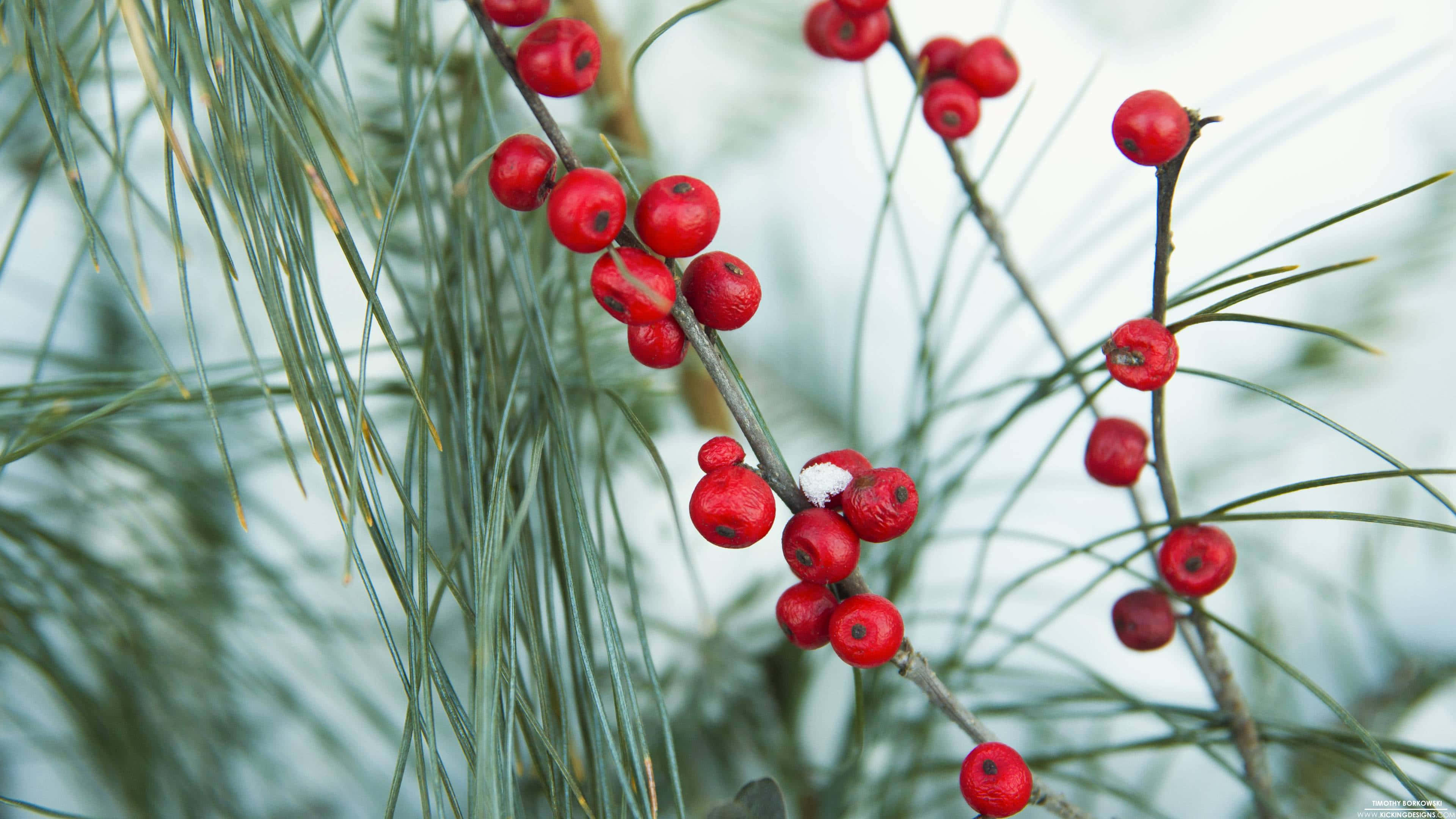 Winter Berries 桌布 壁紙 — 鮮豔的紅色漿果依附在霜雪覆蓋的松樹枝上，背景是柔和模糊的冬日天空。