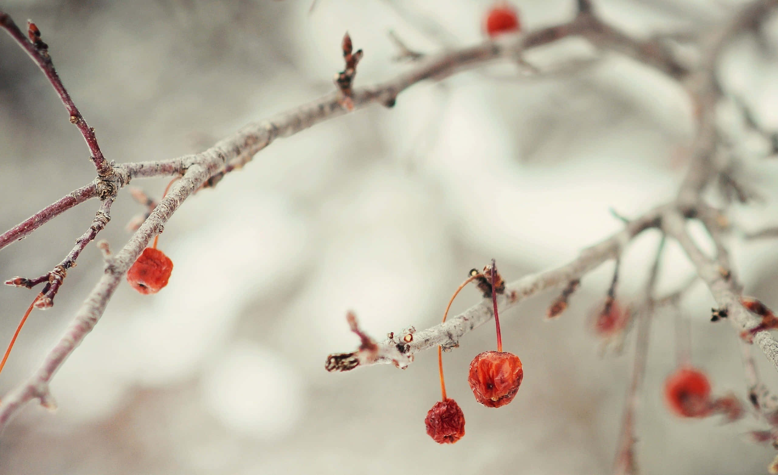 Berries 桌布 壁紙 — 鮮豔的紅色漿果在柔和的模糊背景下，從光禿禿的冬季樹枝上優雅地垂掛下來。