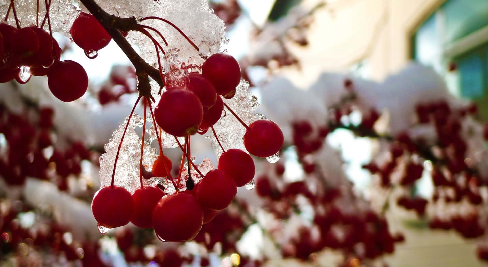 Winter Berries 桌布 壁紙 — 鮮豔的紅色漿果在雪枝上閃爍著冰晶，背景是柔和模糊的冬日景色。