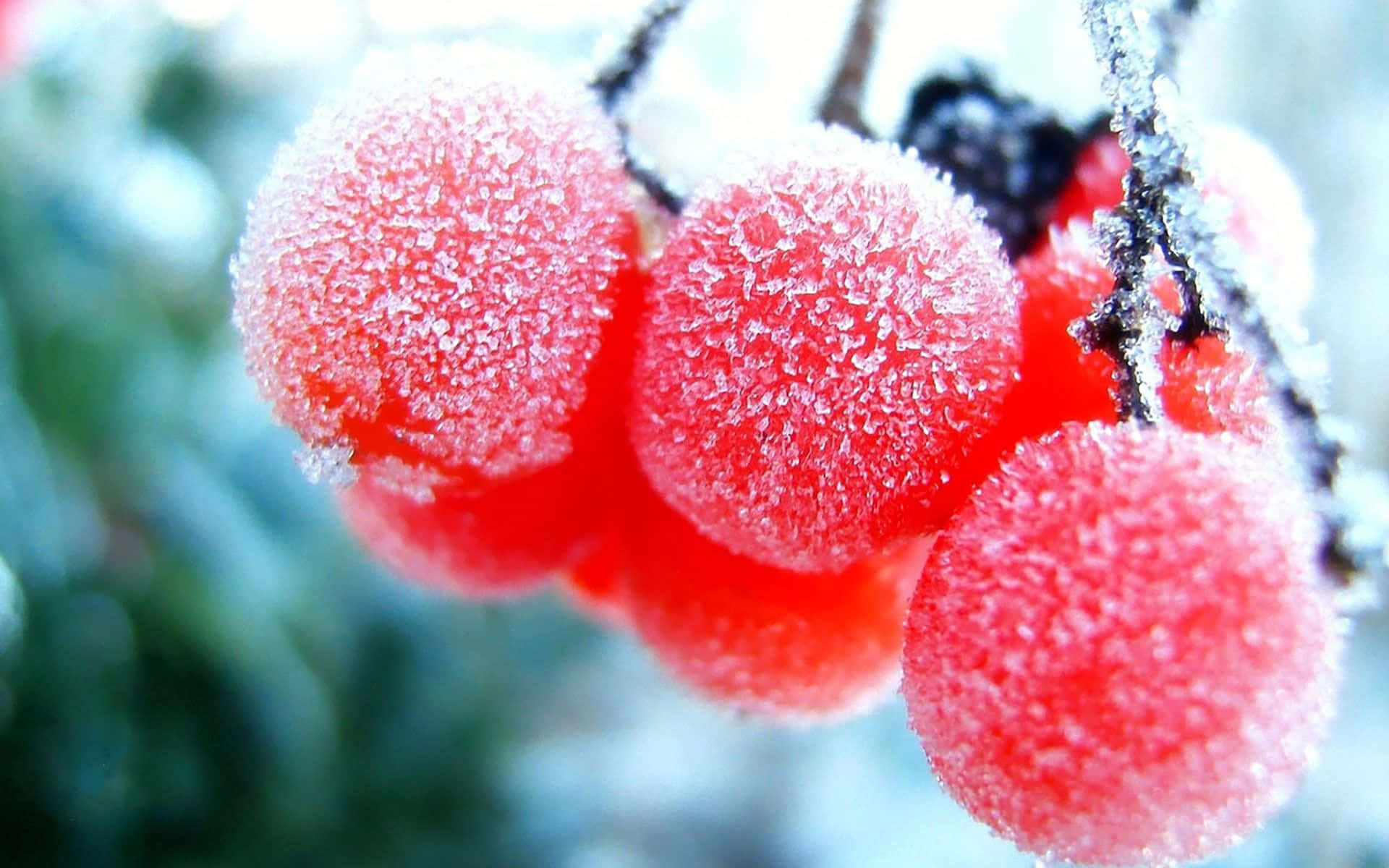 Cherry 桌布 壁紙 — 鮮豔的紅色漿果在雪枝上閃爍著霜，映襯著模糊的冬季背景。