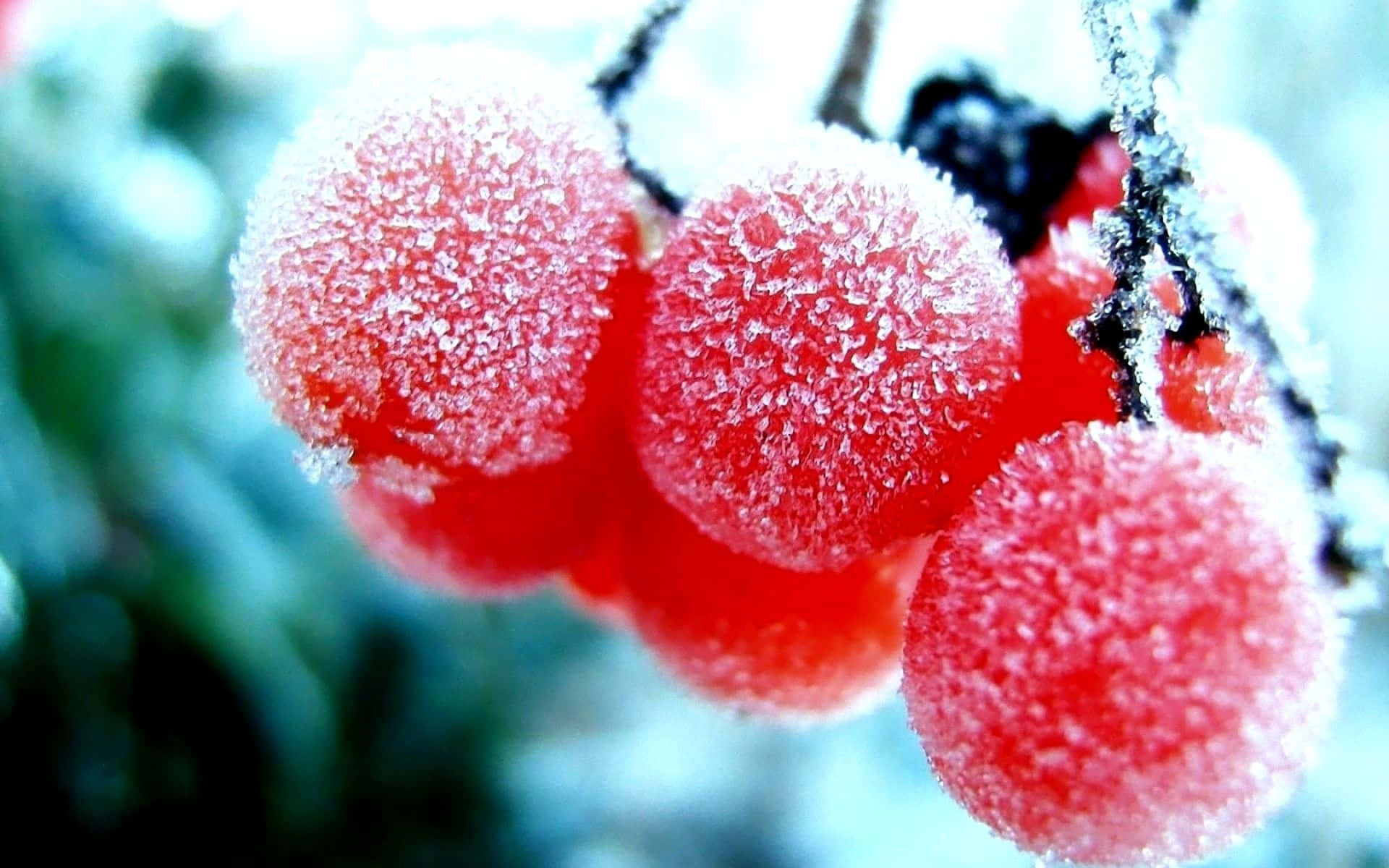 Winter Berries 桌布 壁紙 — 鮮豔的紅色漿果在雪枝上閃爍著霜，映襯著模糊的冬季背景。