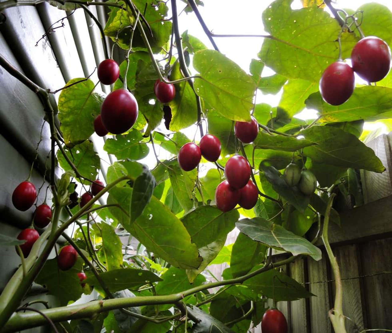 Fruit 桌布 壁紙 — 鮮豔的紅色漿果掛在茂密綠葉之間，藤蔓在明亮的日光下攀爬木柵欄。
