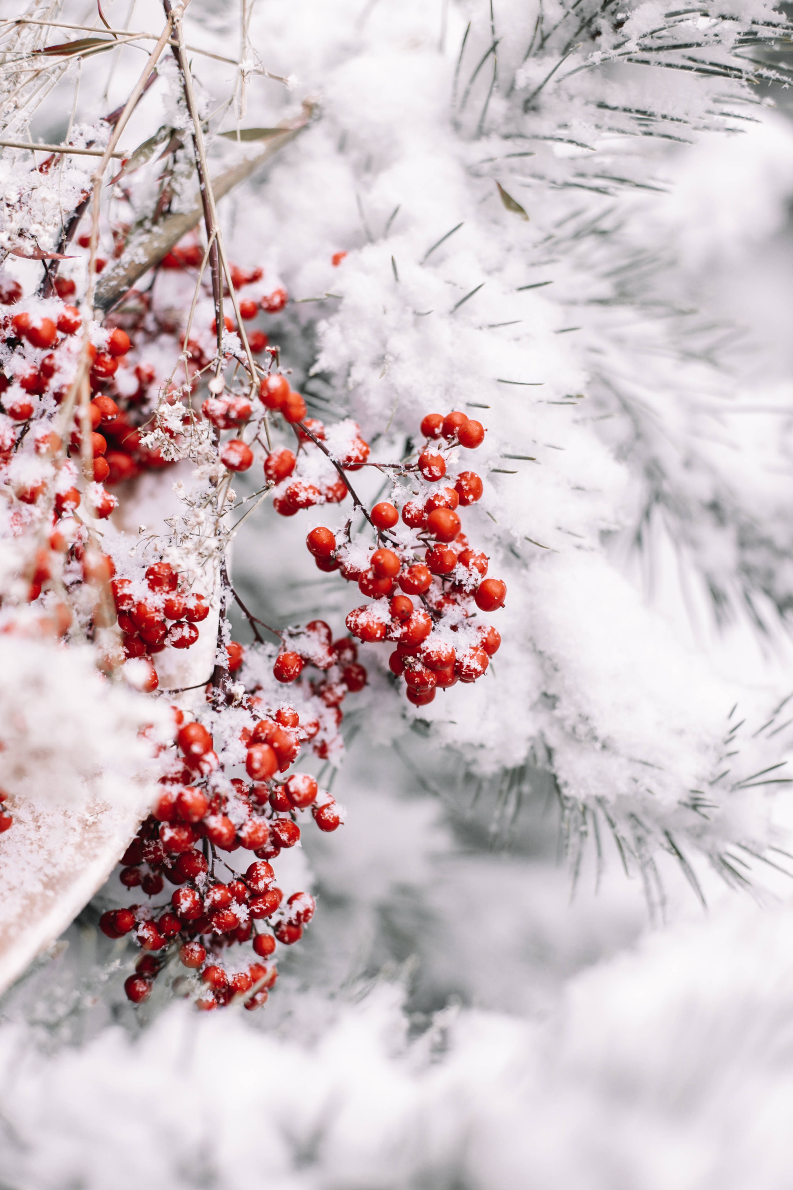 Snowy Christmas 桌布 壁紙 — 鮮豔的紅色漿果沾滿雪花，緊貼在結霜的松針旁的樹枝上，構成清晰的冬日景象。
