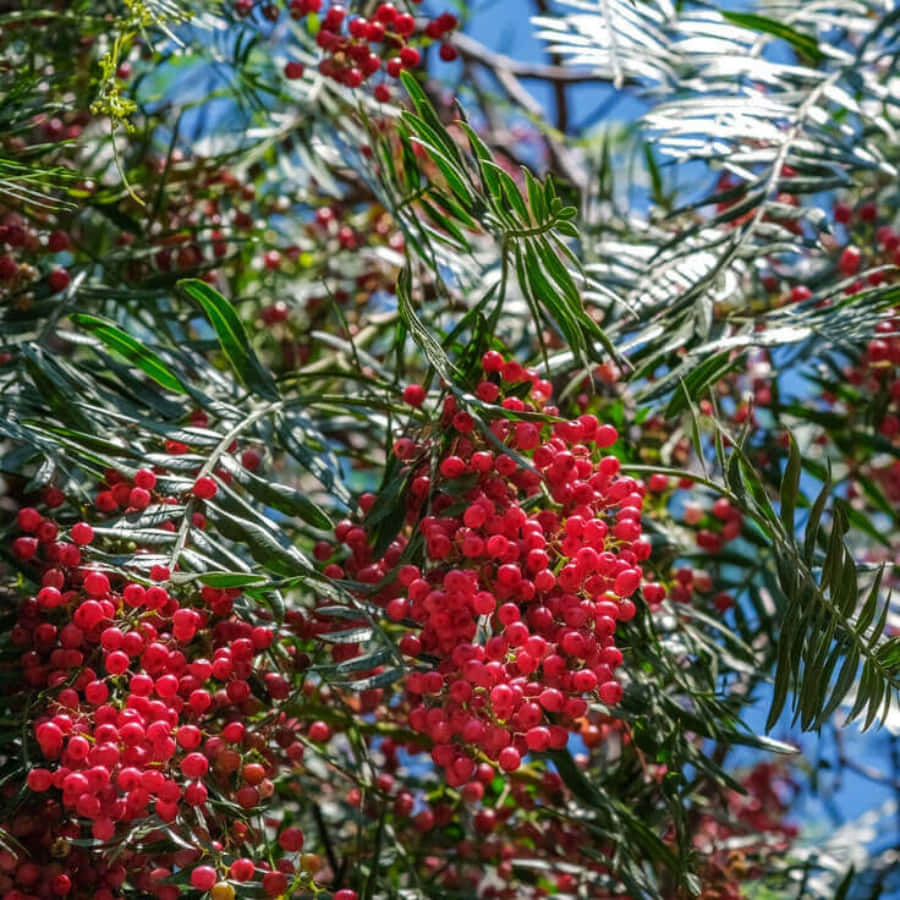 Pink Peppercorn 桌布 壁紙 — 鮮豔的紅色漿果簇密集地掛在光亮的綠葉之間，映襯著明亮的藍天。