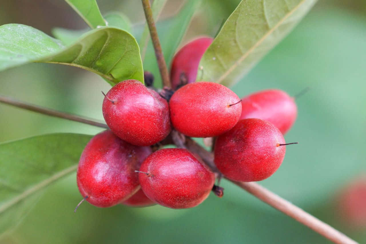 Red Fruit 桌布 壁紙 — 鮮豔的紅色漿果簇擁在樹枝上，伴隨著茂密的綠葉，處於柔焦的自然環境中。