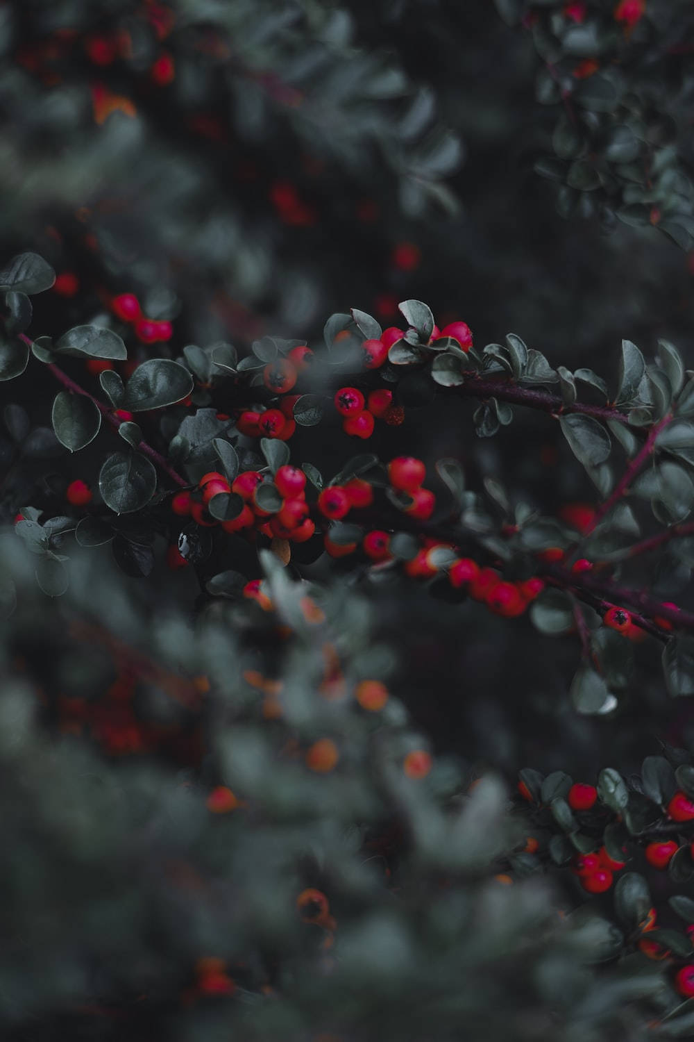 Cherry 桌布 壁紙 — 鮮豔的紅色漿果簇擁在深綠色樹枝上，背景是柔和模糊的自然景色。