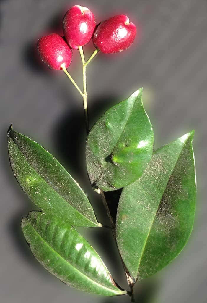 Fruit 桌布 壁紙 — 鮮豔的紅色漿果聚集在光澤的綠葉上，背景為深灰色。