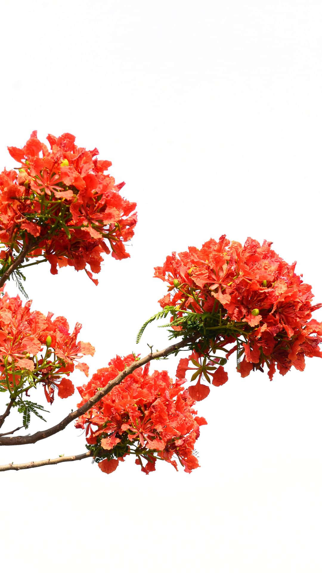 Red Tree 桌布 壁紙 — 鮮豔的紅色火焰樹花朵在純白色背景下密集地簇生在纖細的樹枝上。