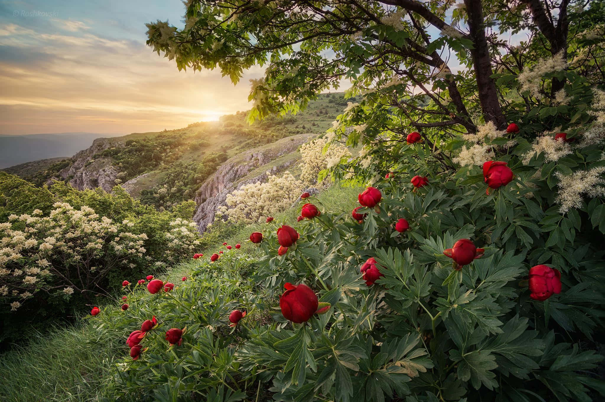 Peony 桌布 壁紙 — 鮮豔的紅色牡丹在陽光明媚的山坡上，於黃金時刻中，在茂密的綠意中盛開。