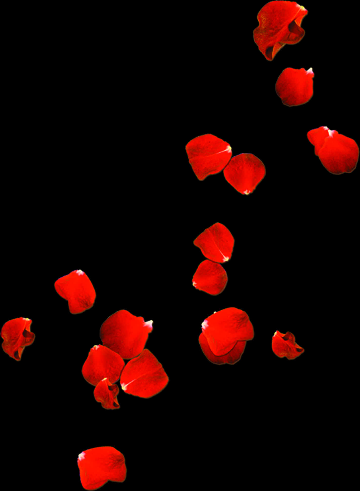 Rose Petals Falling 桌布 壁紙 — 鮮豔的紅色玫瑰花瓣在純黑背景上以慢動作瀑布般優雅飄落。