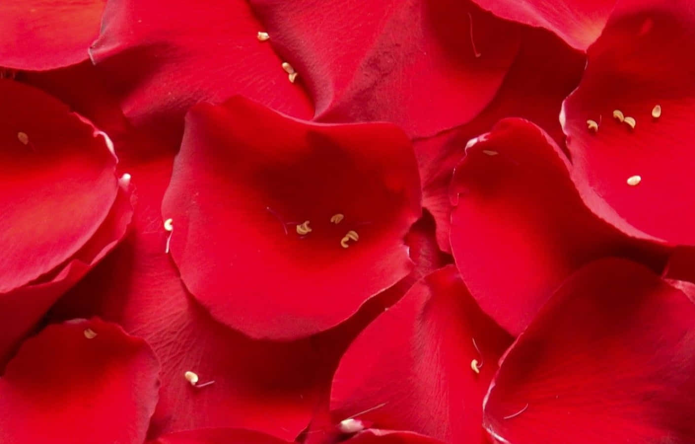 Rose Petal 桌布 壁紙 — 鮮豔的紅色玫瑰花瓣散落在柔軟重疊的層次中，可見金色雄蕊。