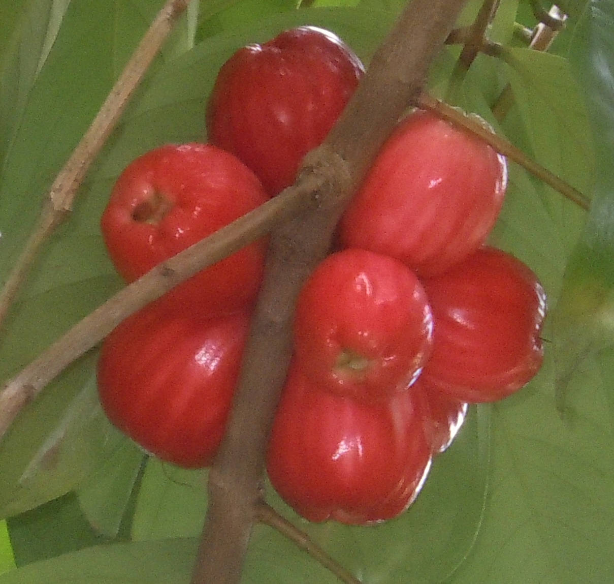 Fruits 桌布 壁紙 — 鮮豔的紅色玫瑰蘋果簇擁在樹枝上，周圍是熱帶環境中茂密的綠葉。