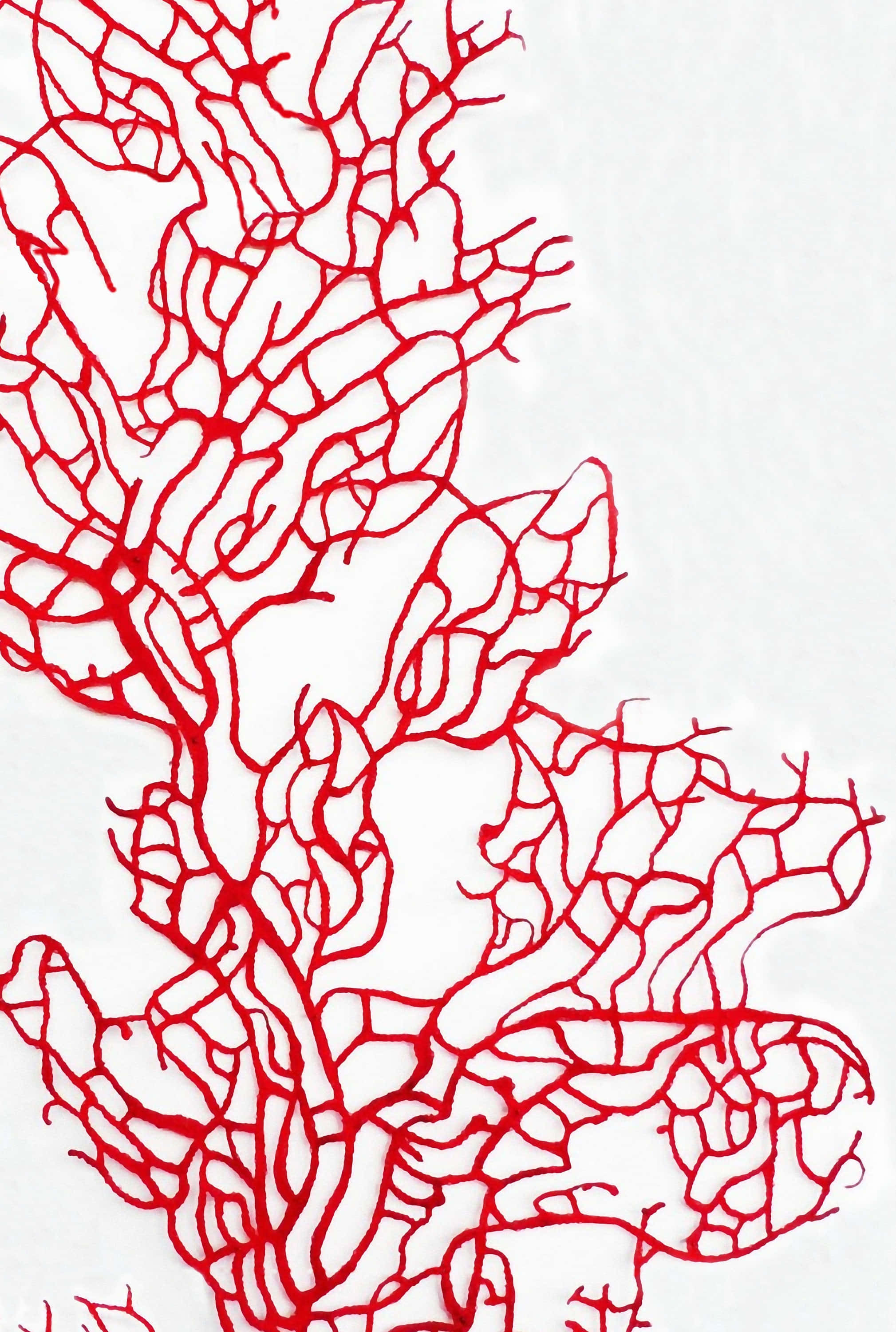 coral 桌布 壁紙 — 鮮豔的紅色珊瑚枝條，以極簡線條藝術風格，在純白背景上呈現精細複雜的細節。