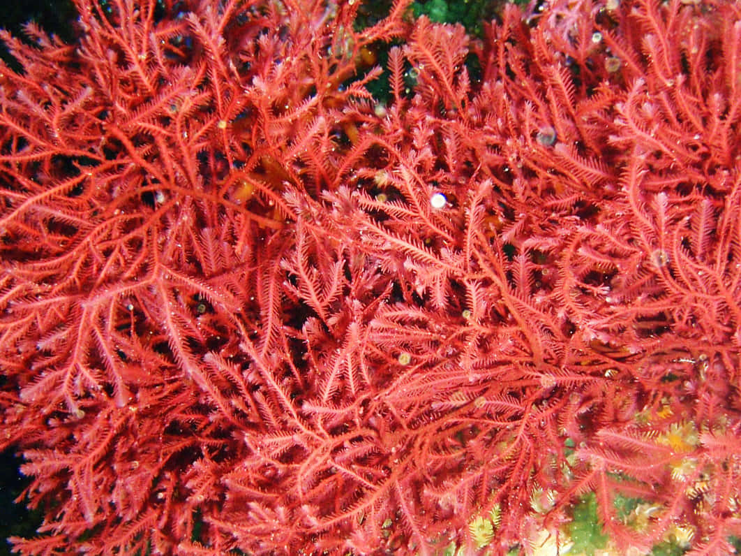 Sea Weed 桌布 壁紙 — 鮮豔的紅色珊瑚枝條在水下密集地伸展，周圍漂浮著微小的氣泡。