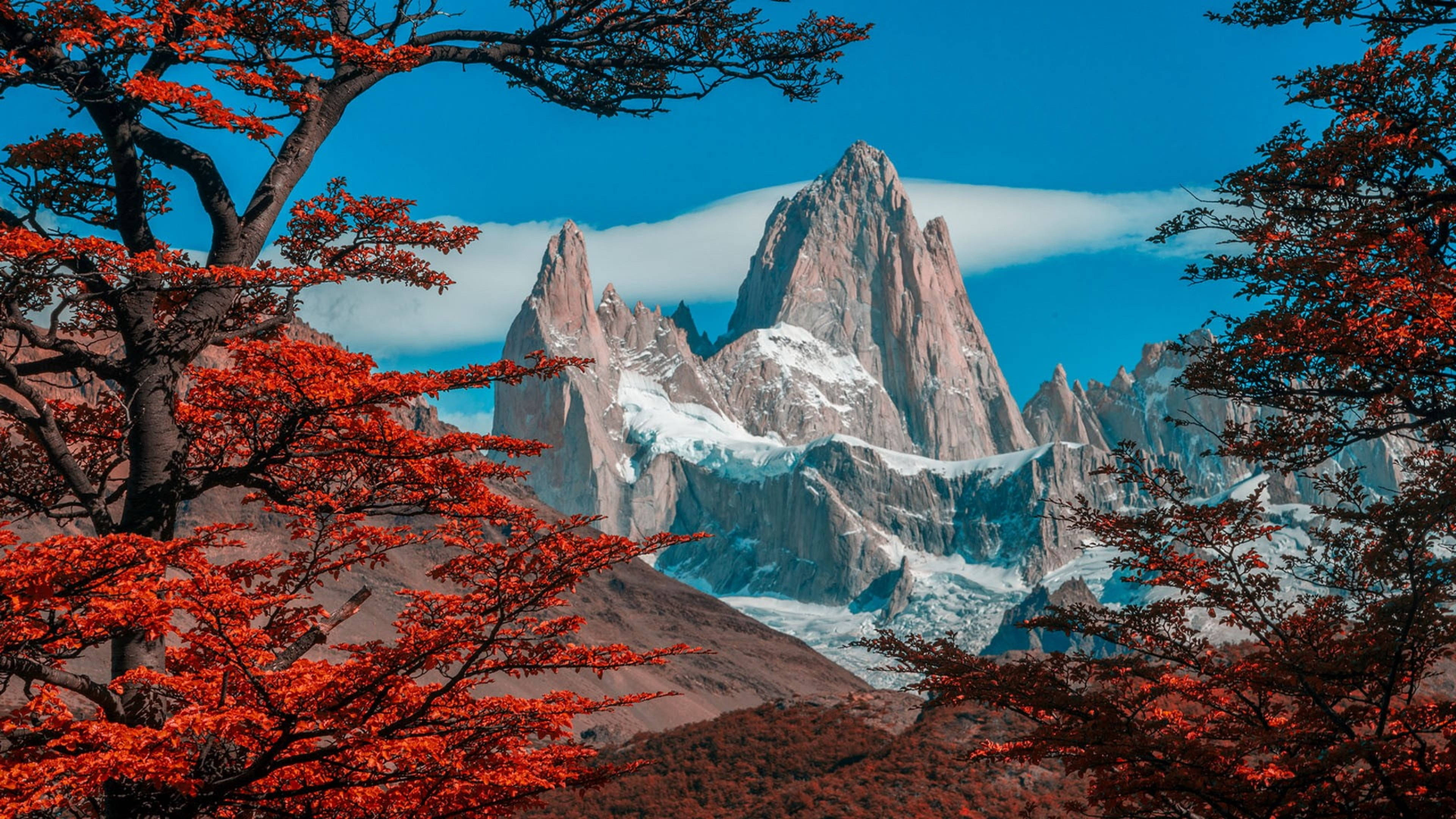 Argentina 桌布 壁紙 — 鮮豔的紅色秋樹襯托著晴朗藍天下雄偉的雪山頂峰。