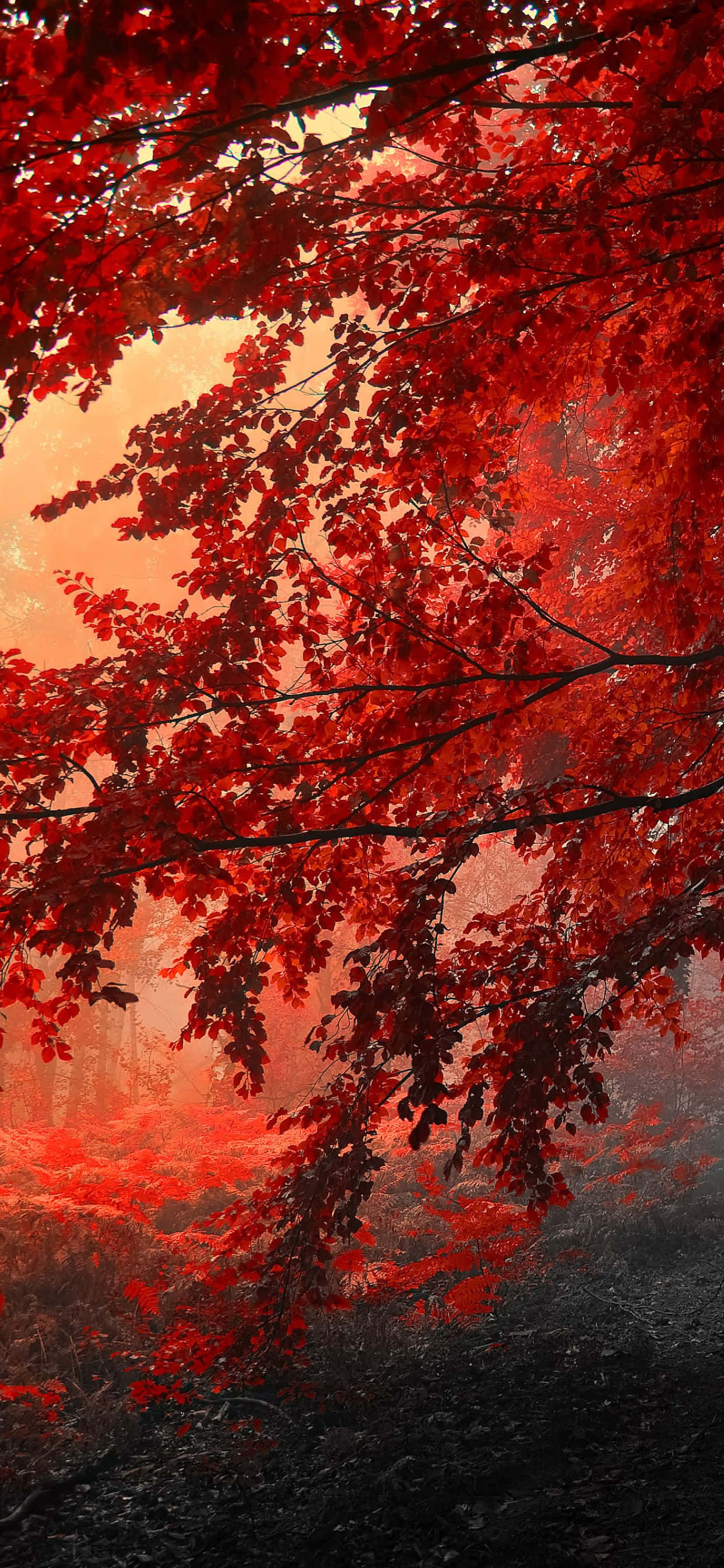 iPhone Xs Max Autumn 桌布 壁紙 — 鮮豔的紅色秋葉在霧氣瀰漫的森林場景中，如瀑布般傾瀉在閃耀的橙色天空前。