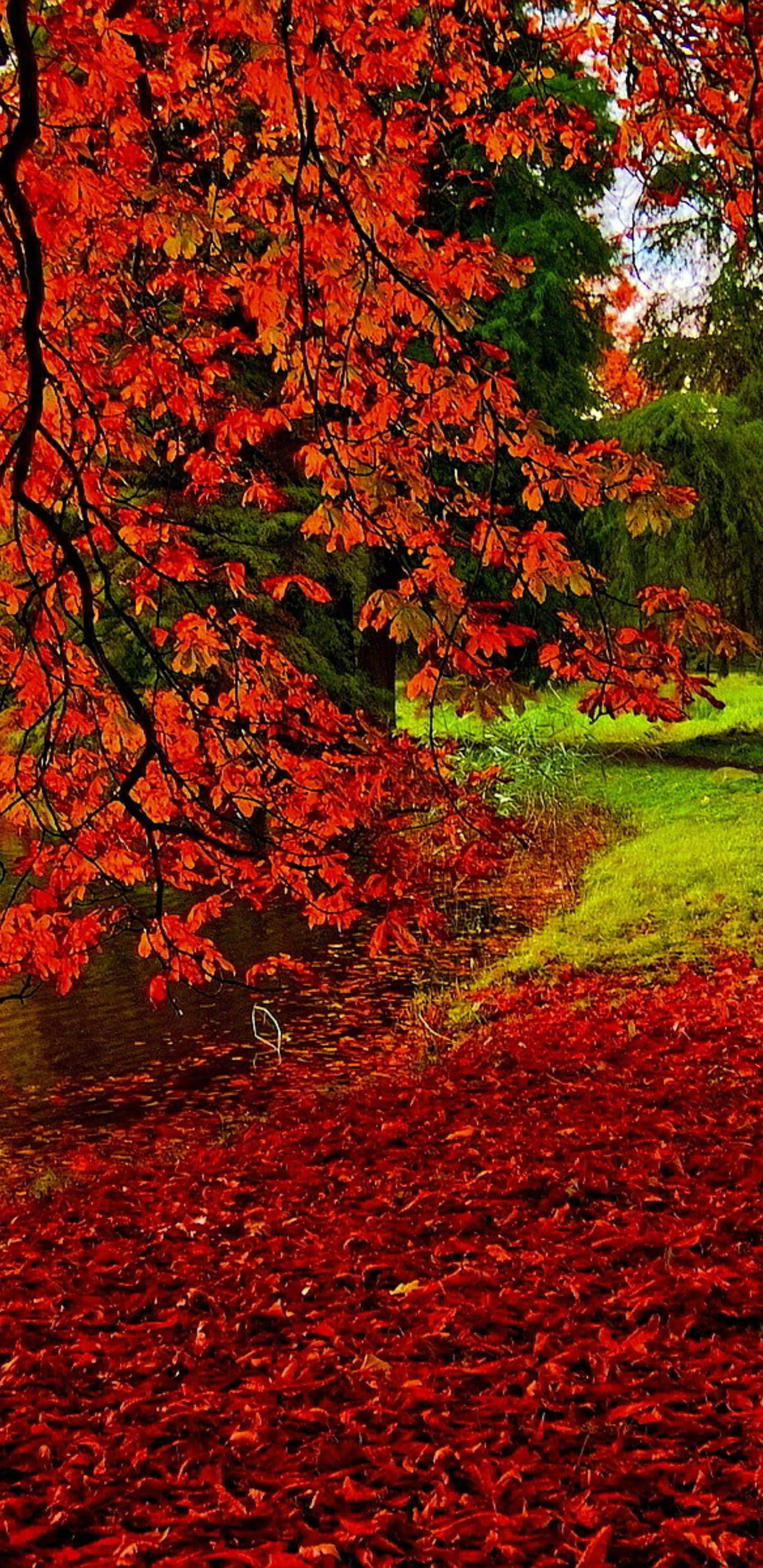 Pixel 3xl Autumn 桌布 壁紙 — 鮮豔的紅色秋葉如瀑布般落在平靜的池塘上，並以火紅的景象覆蓋地面。