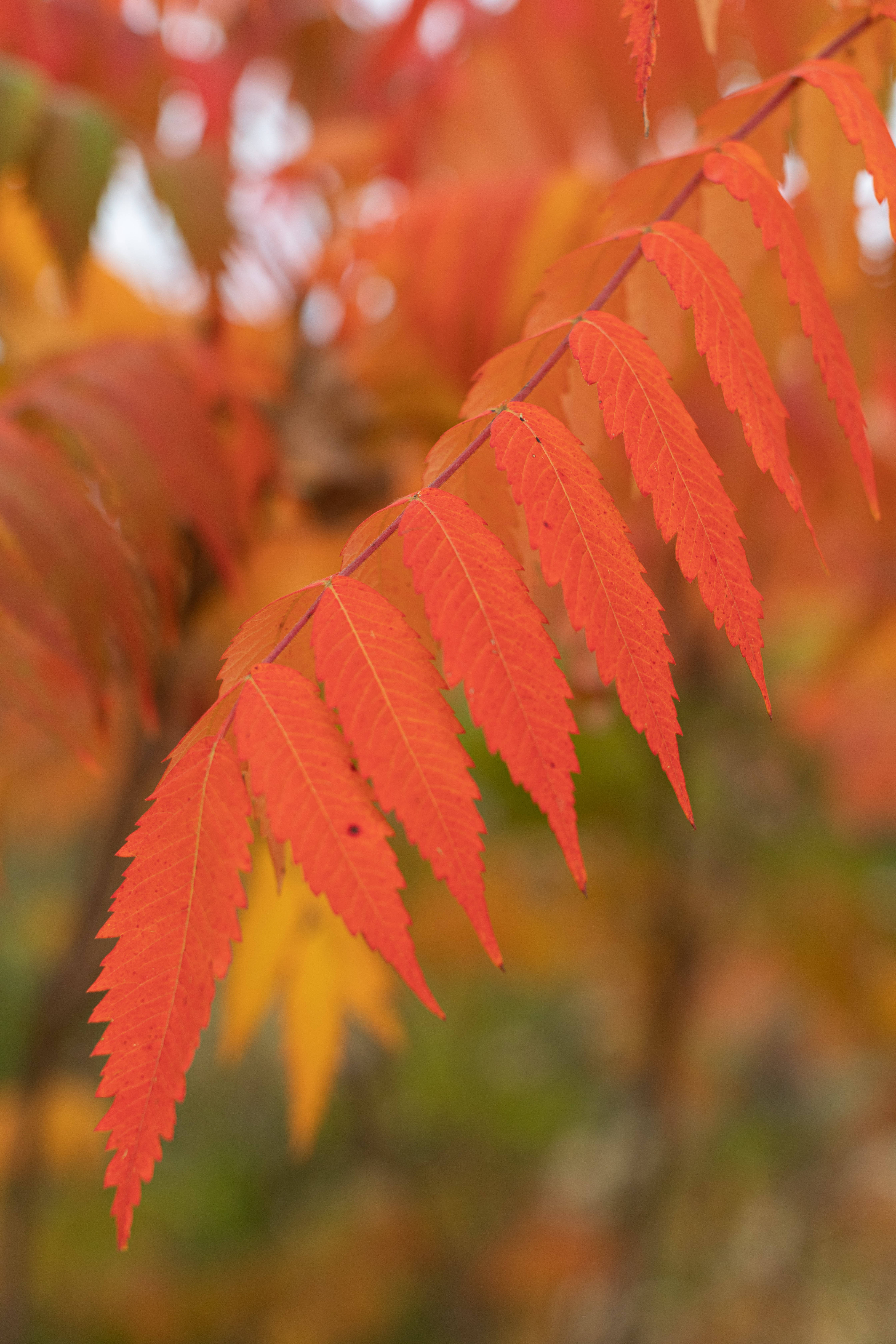 October 桌布 壁紙 — 鮮豔的紅色秋葉帶有鋸齒狀邊緣，在柔和模糊的金色背景下優雅地懸掛著。