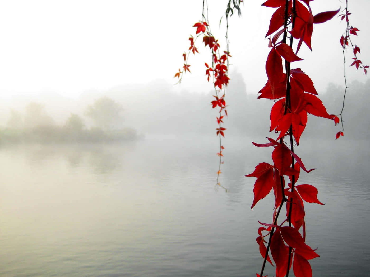 Serenity 桌布 壁紙 — 鮮豔的紅色秋葉懸掛在霧氣瀰漫的湖面上，背景是模糊的樹木。