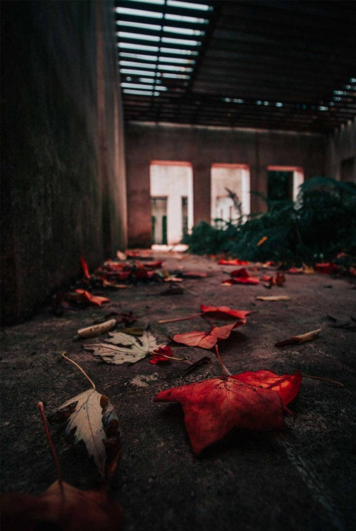 Vijay Mahar 桌布 壁紙 — 鮮豔的紅色秋葉散落在昏暗廢棄建築物內裂開的混凝土地板上，上方有條狀天窗。
