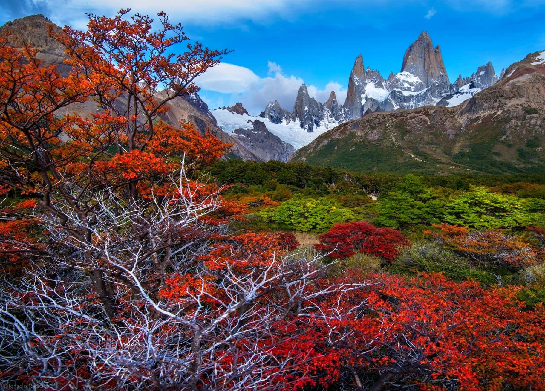 Patagonia 桌布 壁紙 — 鮮豔的紅色秋葉框住了在晴朗藍天和零星白雲下的雄偉雪山山脈。