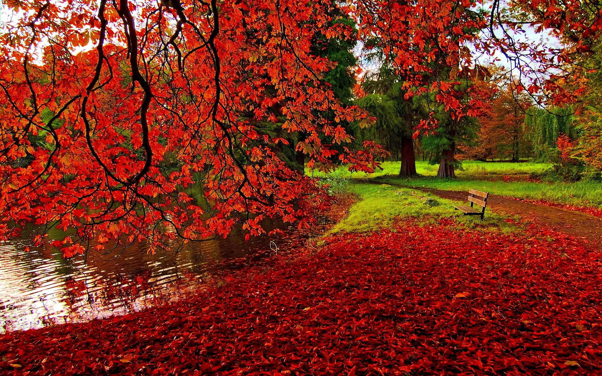 Best Autumn 桌布 壁紙 — 鮮豔的紅色秋葉覆蓋地面，並垂掛在一個平靜的池塘上，遠處有一張孤獨的長椅。