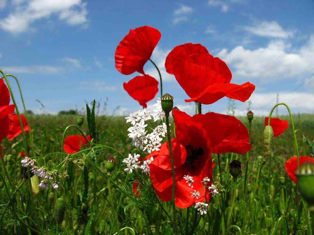 Poppy 桌布 壁紙 — 鮮豔的紅色罌粟花和精緻的白色花朵在陽光明媚的綠色草地上搖曳，背景是晴朗的藍天和蓬鬆的白雲。