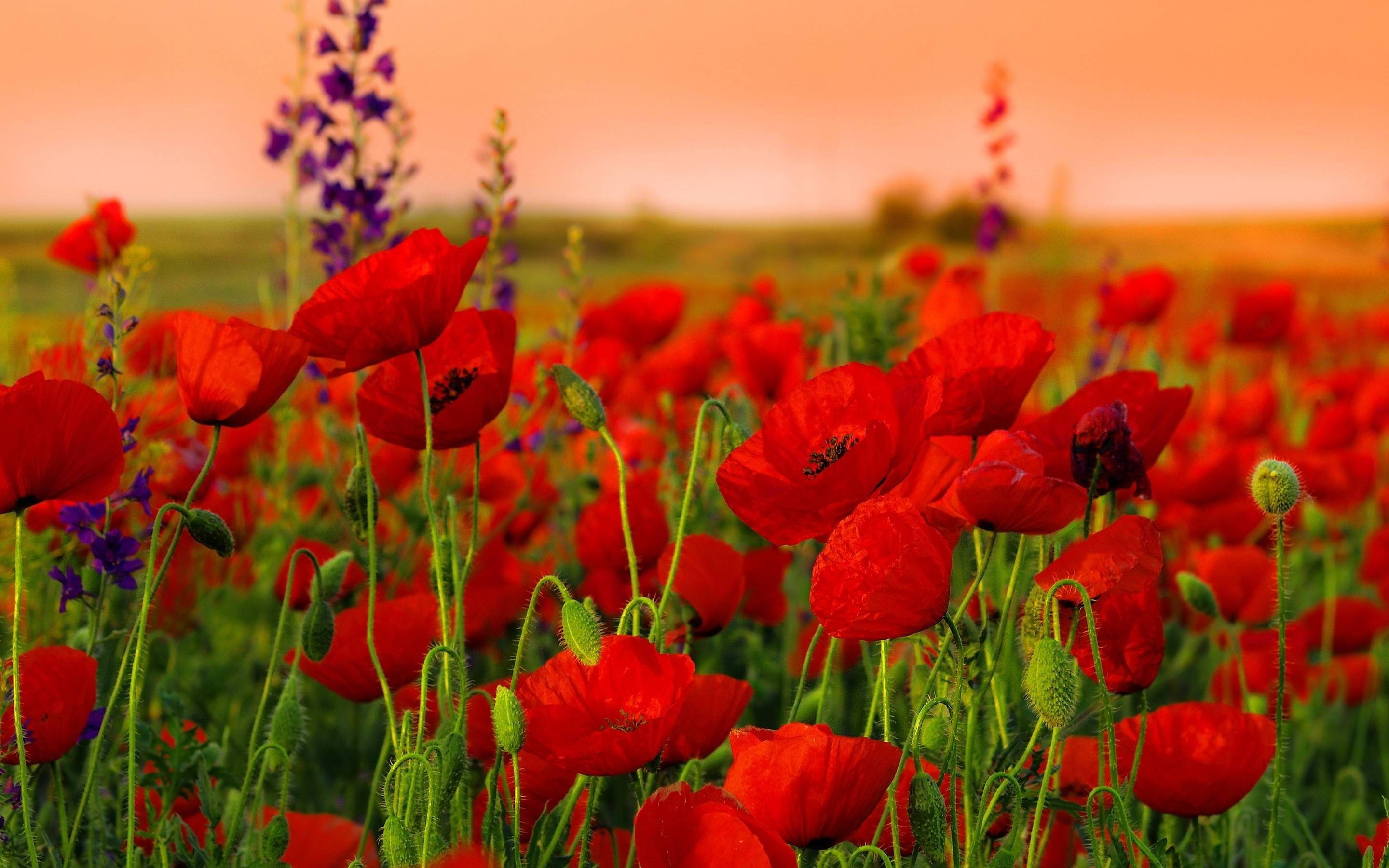 Poppy 桌布 壁紙 — 鮮豔的紅色罌粟花和紫色花朵在夕陽溫暖橙色天空下的陽光田野中搖曳。