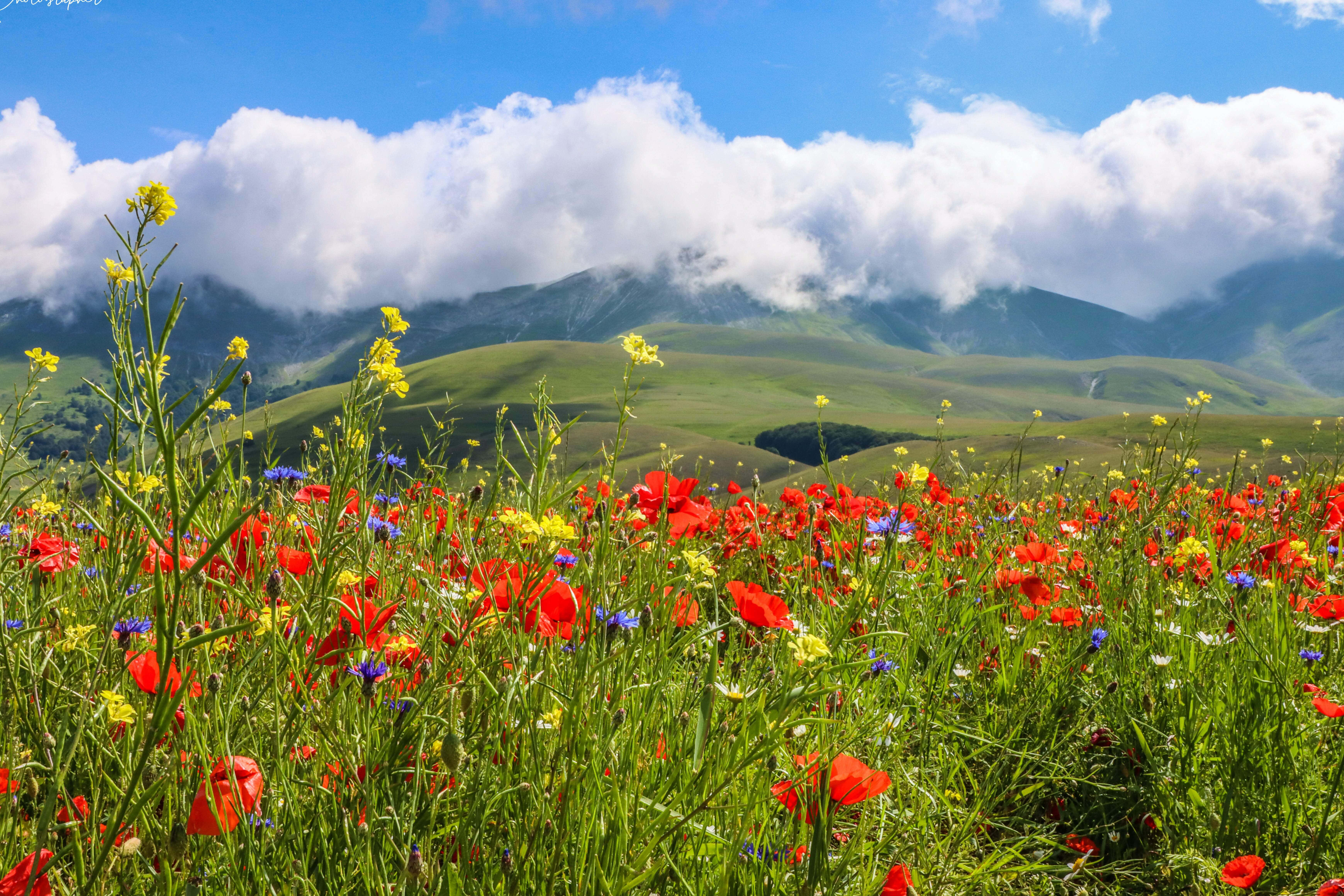 Flower Field 桌布 壁紙 — 鮮豔的紅色罌粟花和黃色野花在陽光明媚的草地上盛開，背景是起伏的綠色山丘和蓬鬆的白雲，襯托著明亮的藍天。