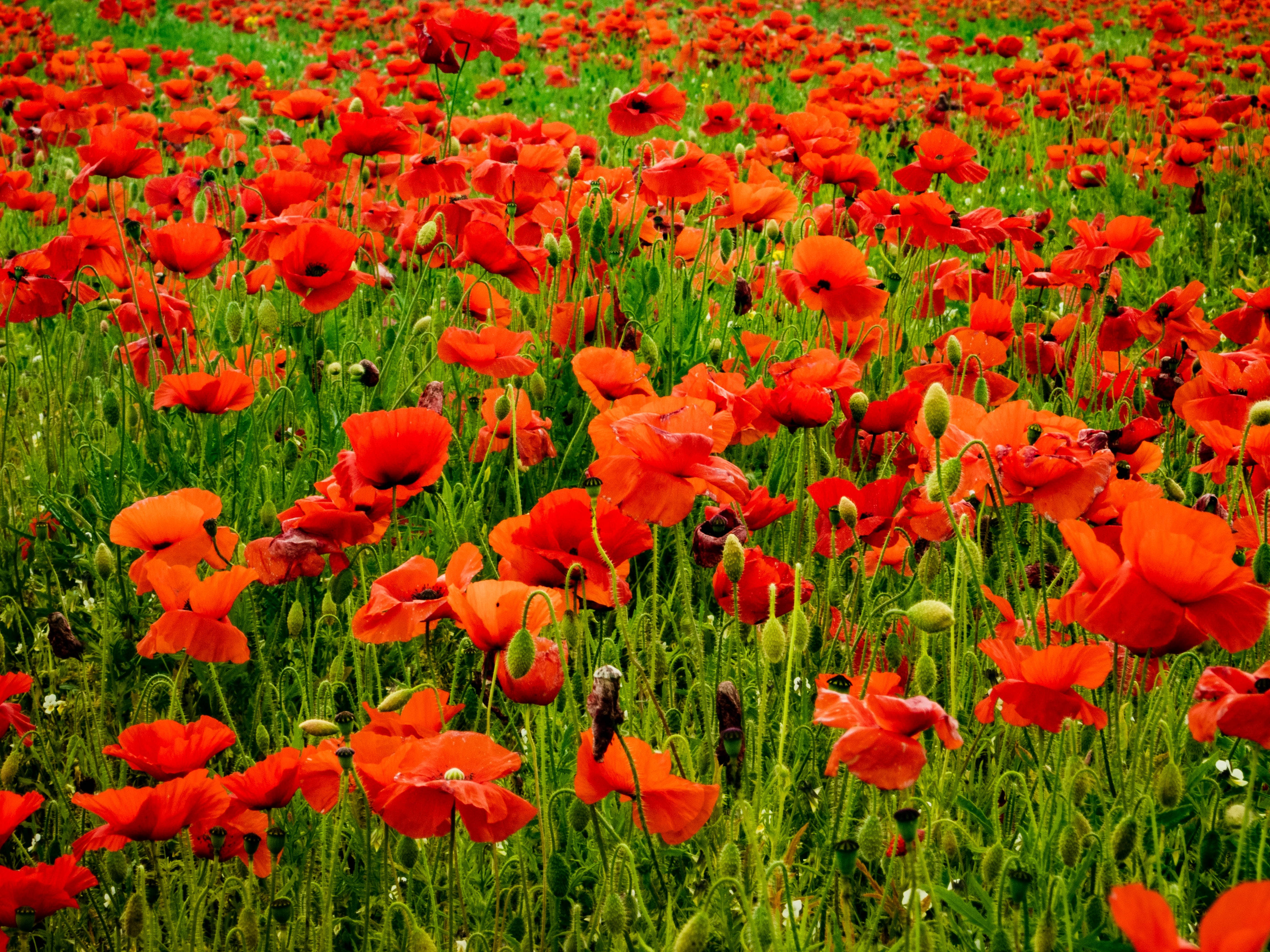 Poppy 桌布 壁紙 — 鮮豔的紅色罌粟花在明亮的日光下，密集地盛開在茂密的綠色田野上。