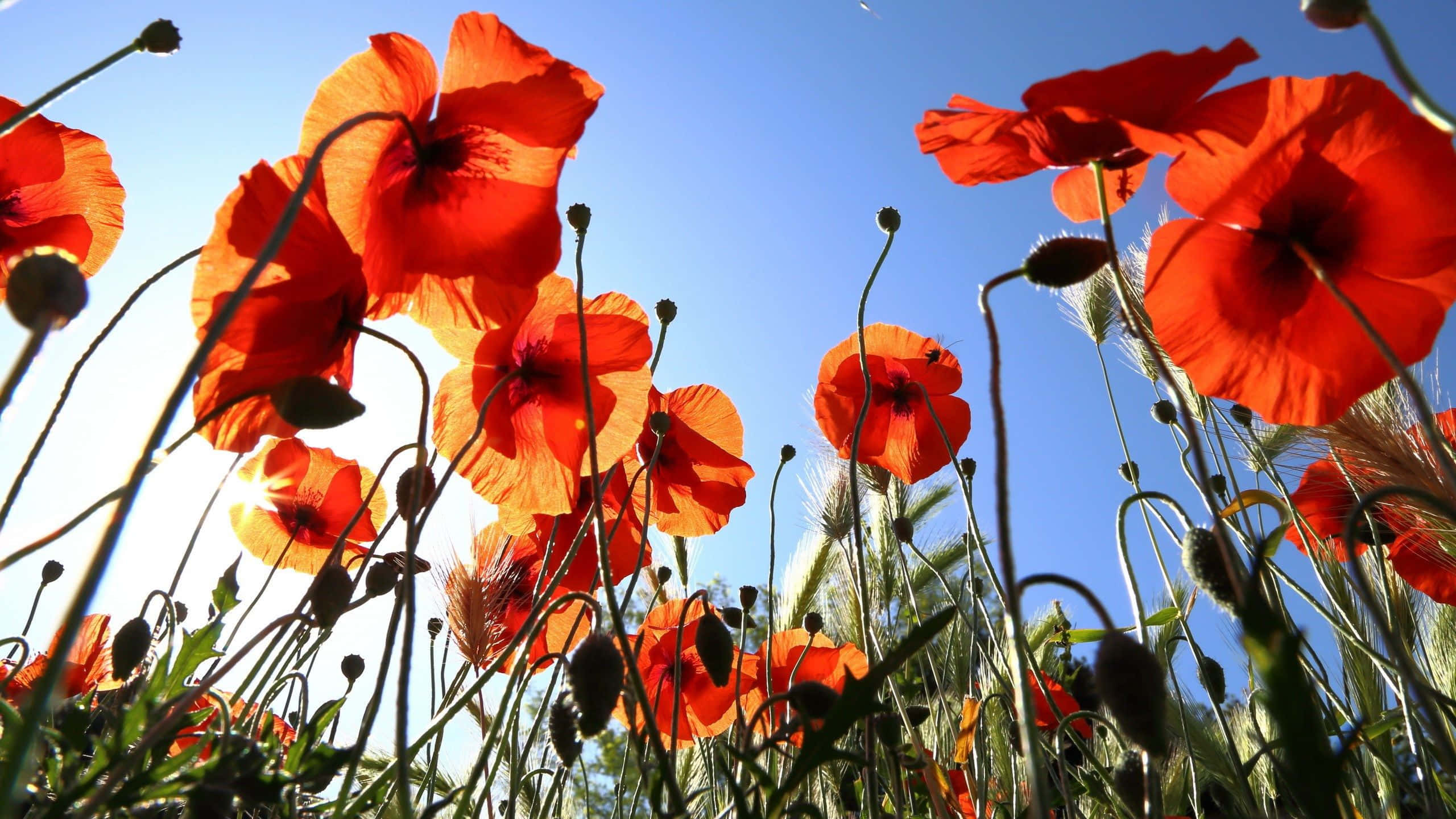 Poppy 桌布 壁紙 — 鮮豔的紅色罌粟花在晴朗的藍天下，於陽光明媚的田野中盛開，帶有綠色的莖和花蕾。