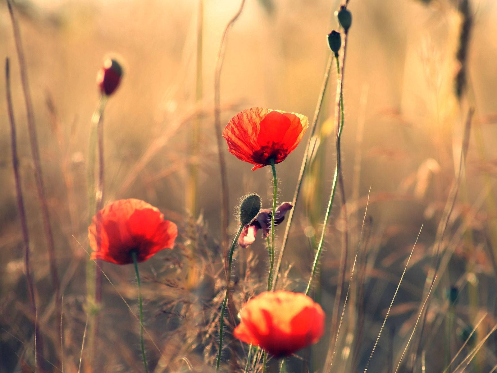 Poppy 桌布 壁紙 — 鮮豔的紅色罌粟花在柔和焦點的田野中，於高草叢中的金色陽光下盛開。
