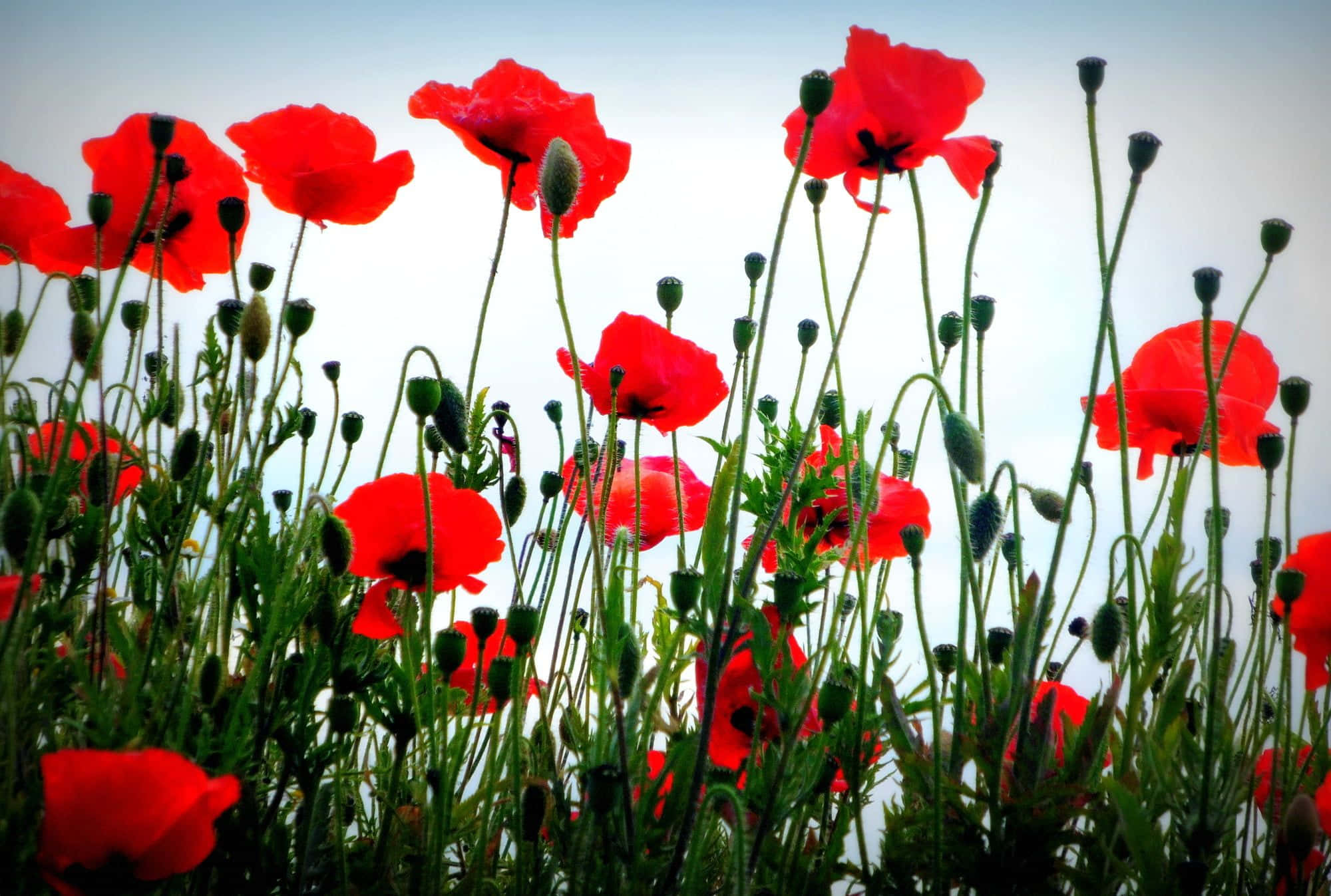Poppy Field 桌布 壁紙 — 鮮豔的紅色罌粟花在柔和的天空下，伴隨著綠色的莖和花蕾，在陽光明媚的田野中盛開。