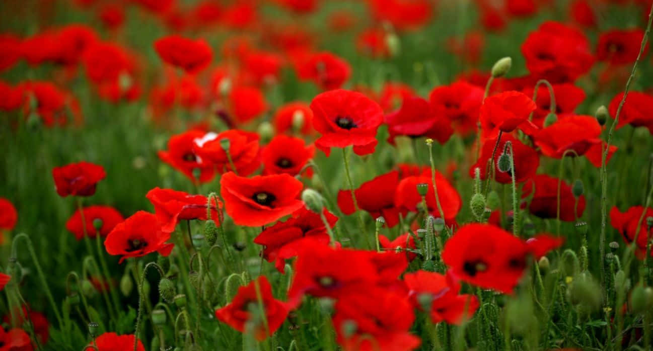 Poppy 桌布 壁紙 — 鮮豔的紅色罌粟花在柔和自然光下，茂密地綻放在翠綠的田野上。