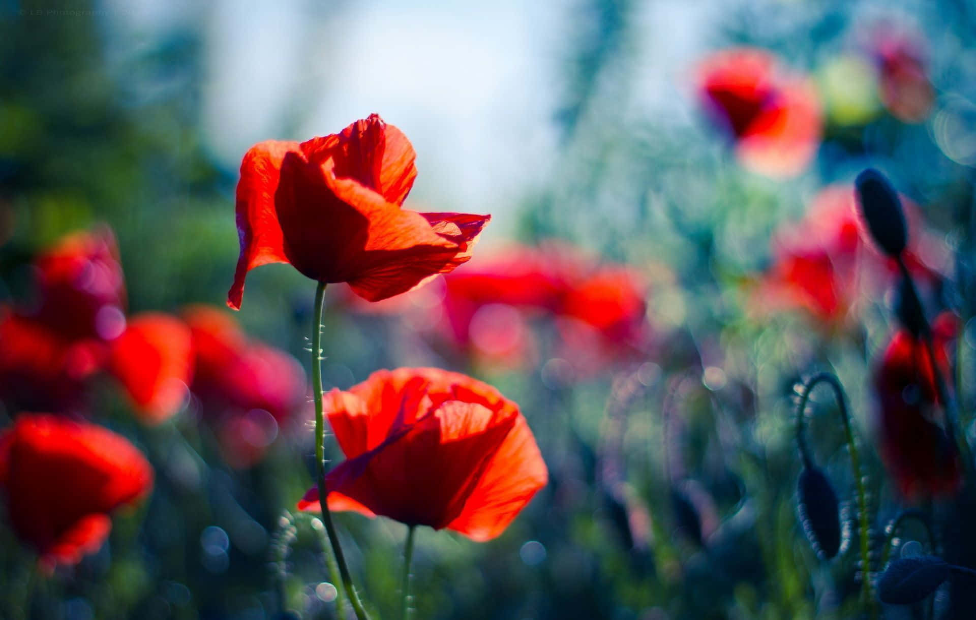 Poppy 桌布 壁紙 — 鮮豔的紅色罌粟花在柔焦中綻放，背景為清涼的藍綠色，帶有散景高光。