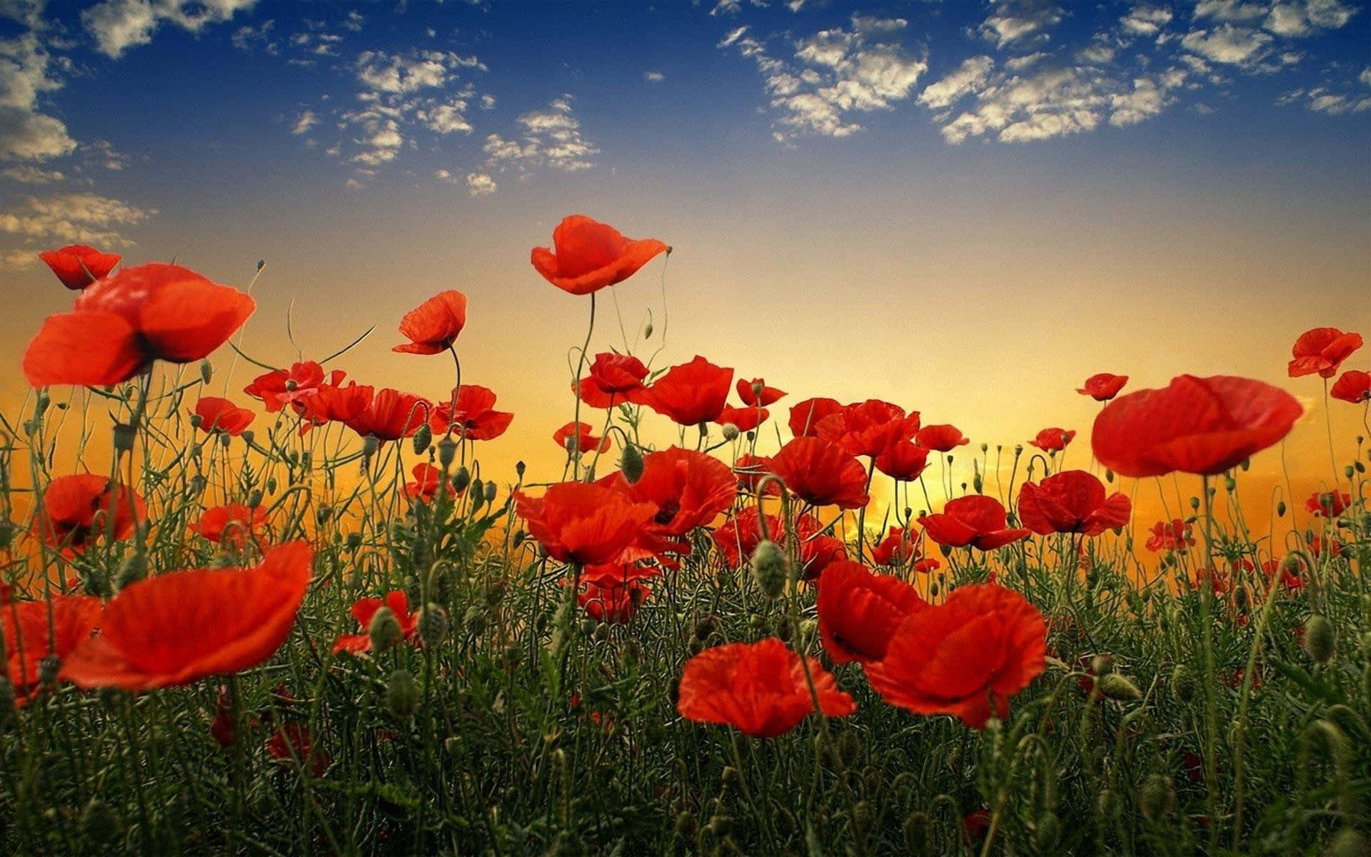 Poppy 桌布 壁紙 — 鮮豔的紅色罌粟花在金色夕陽田野中搖曳，天空湛藍，雲朵點綴。